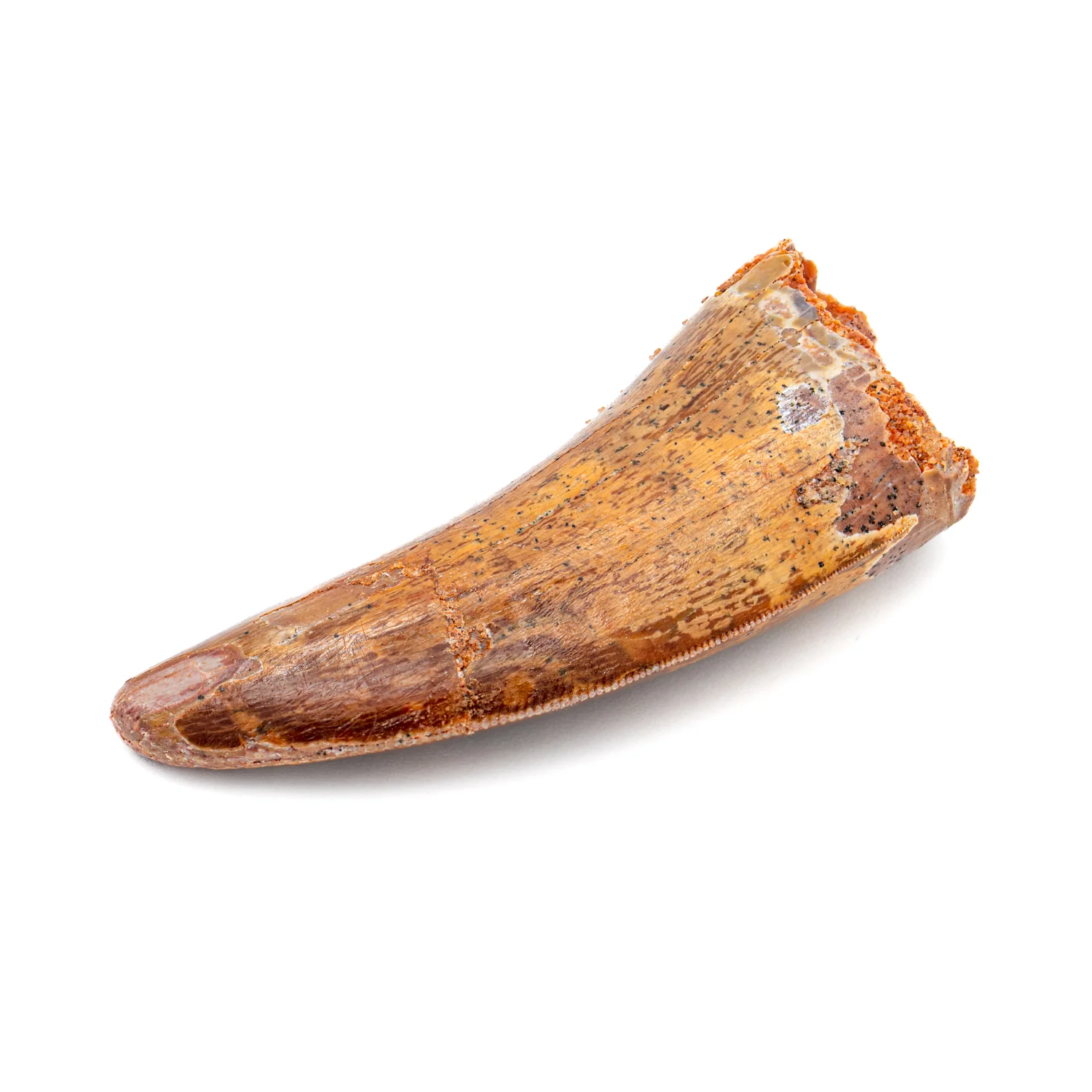 Carcharodontosaurus Tooth - 2.267"