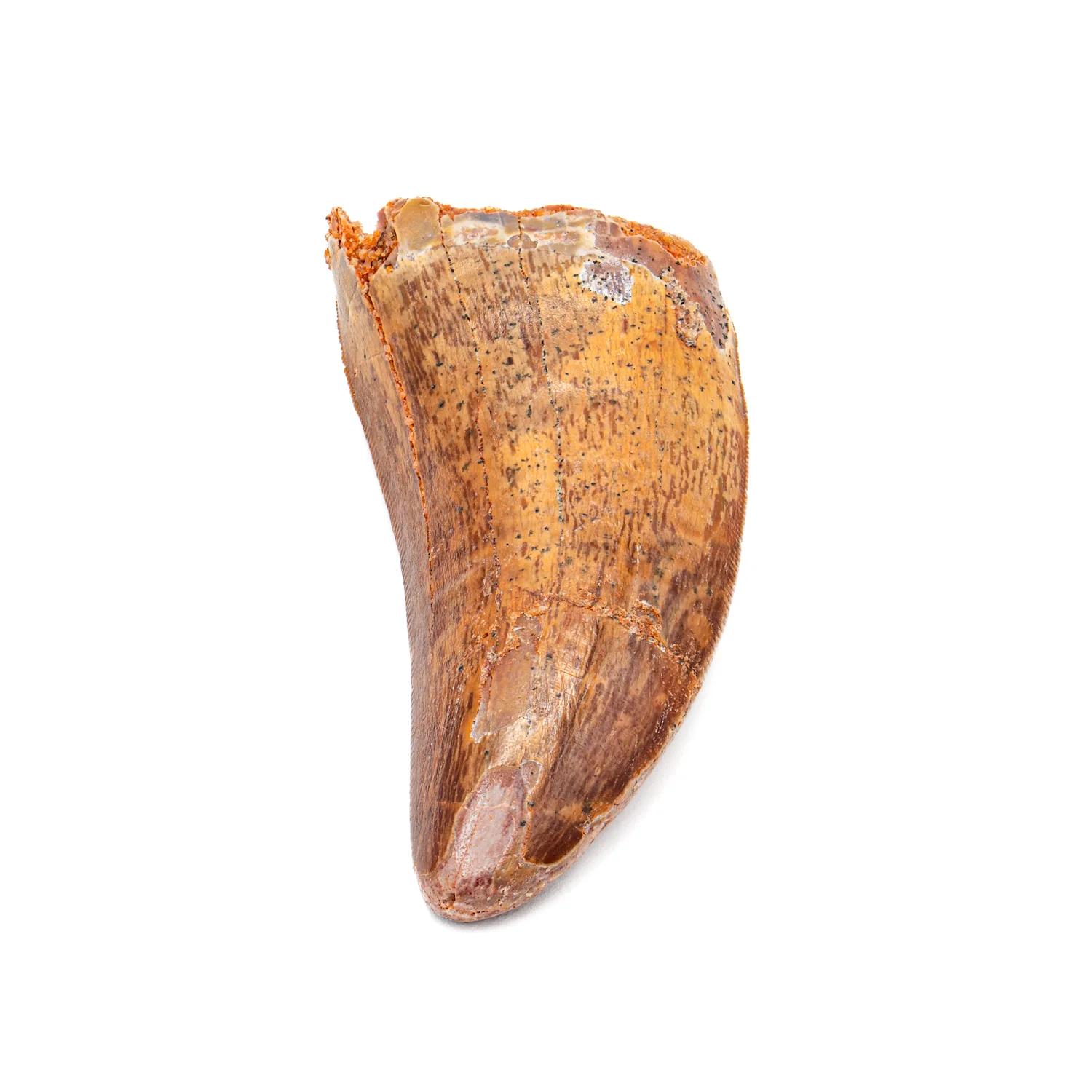 Carcharodontosaurus Tooth - 2.267" - Image 2