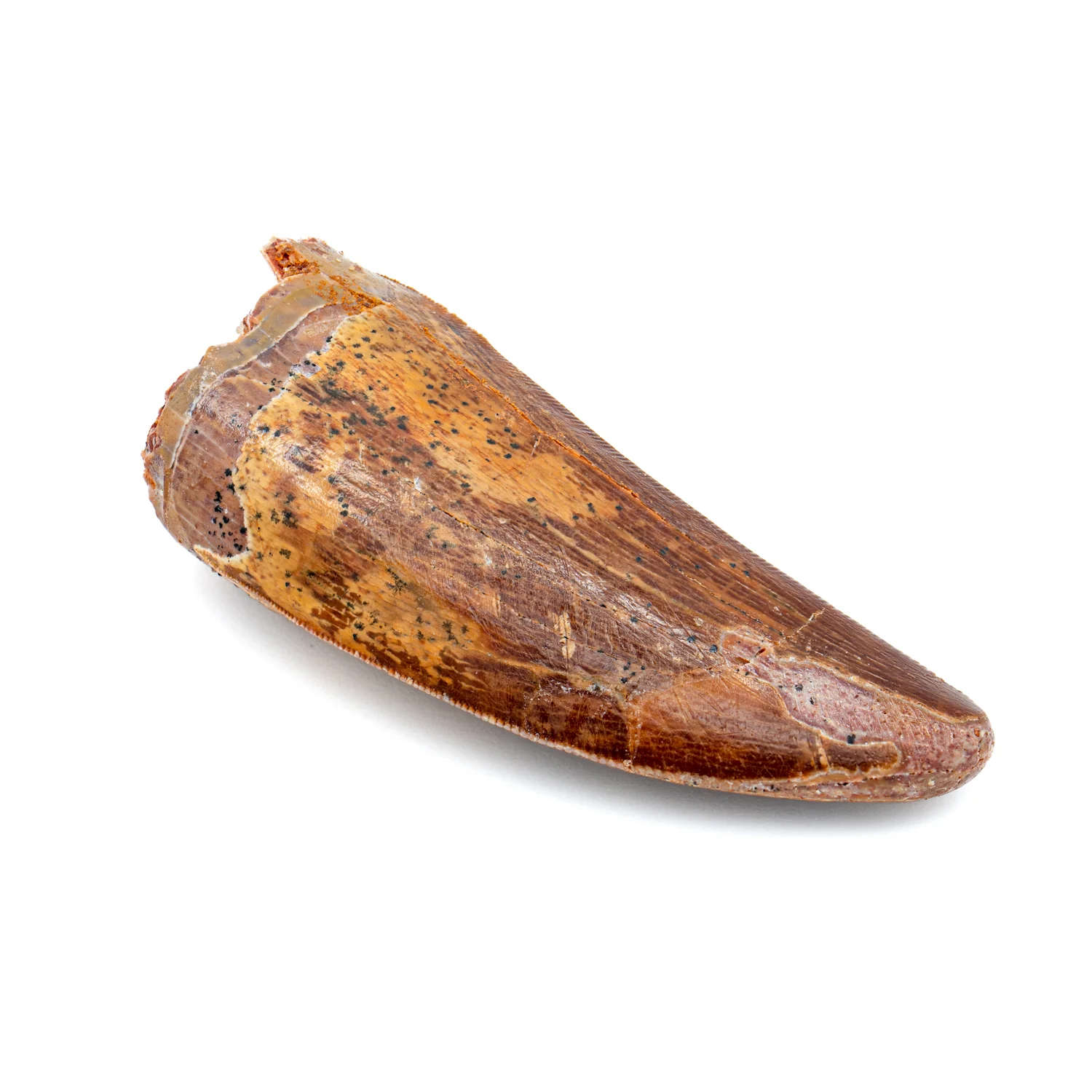 Carcharodontosaurus Tooth - 2.267" - Image 3
