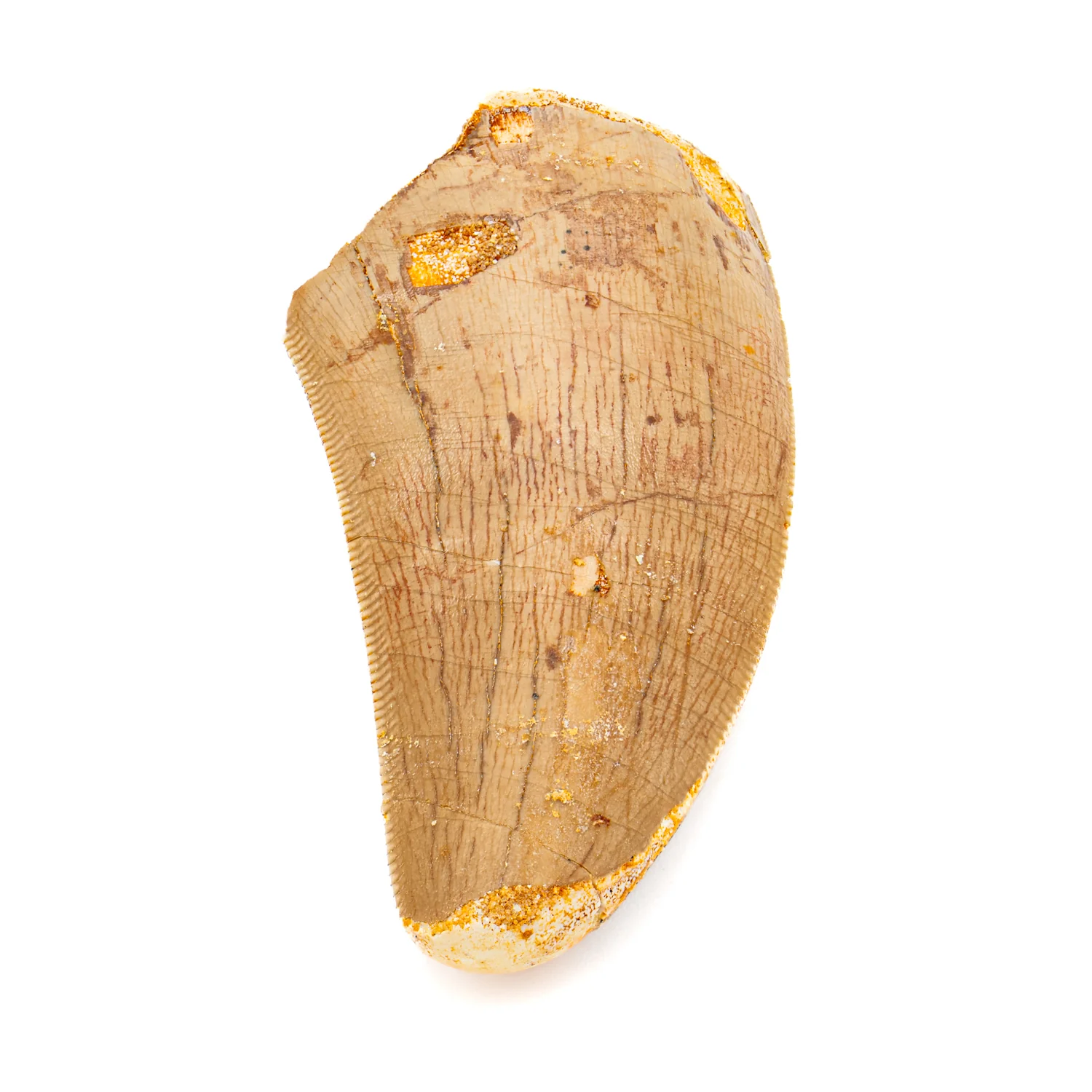 Carcharodontosaurus Tooth - SOLD 2.27" - Image 2