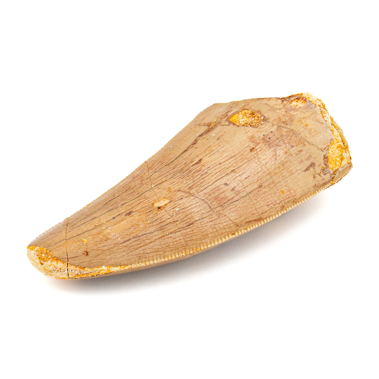 Carcharodontosaurus Tooth - SOLD 2.27" - Image 3