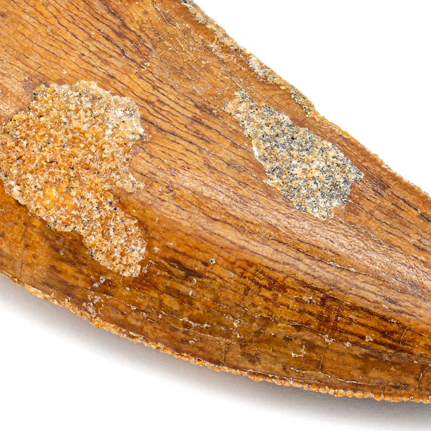 Carcharodontosaurus Tooth - SOLD 2.31" - Image 2