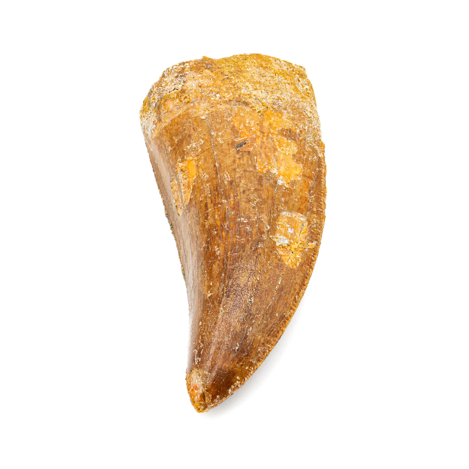 Carcharodontosaurus Tooth - SOLD 2.31" - Image 3