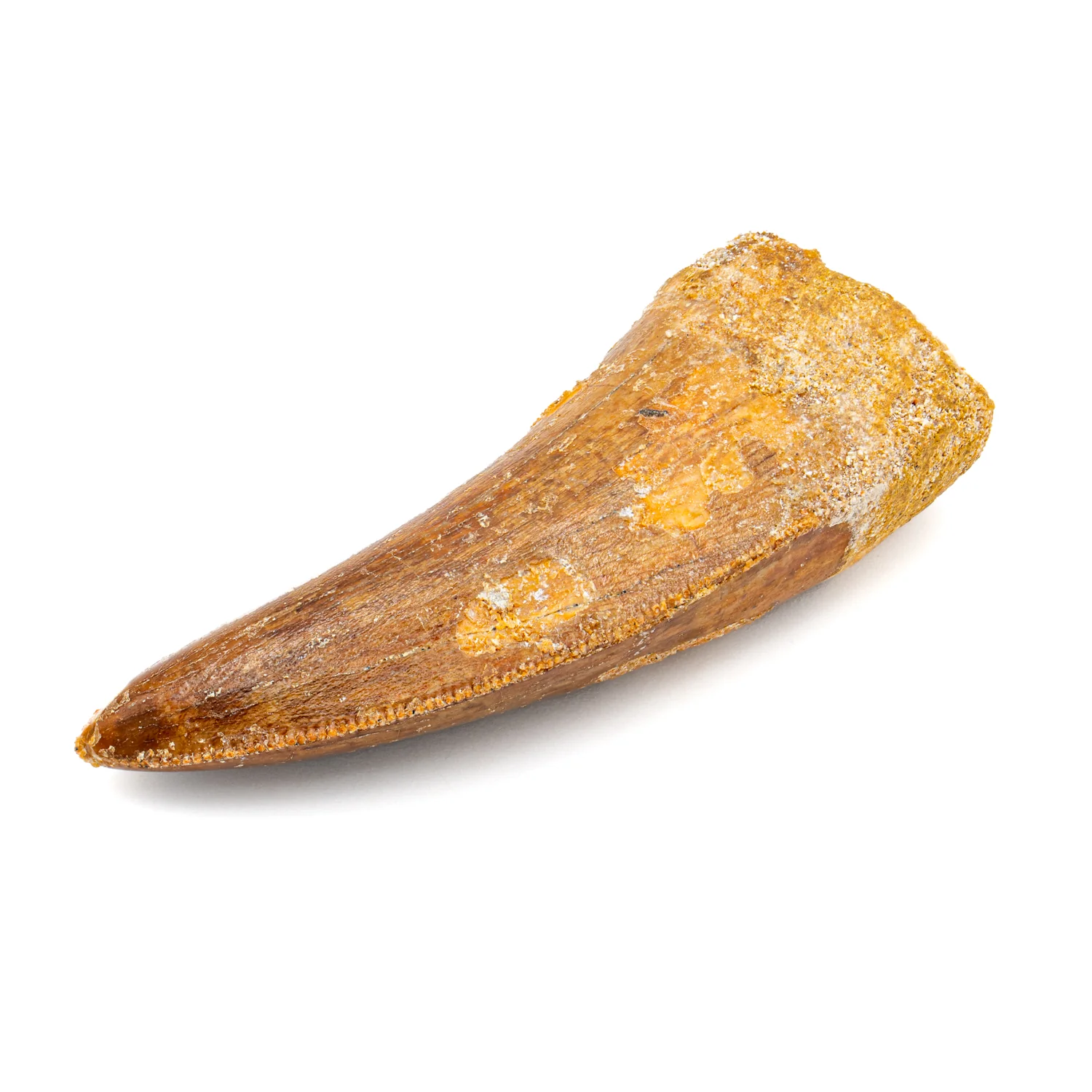 Carcharodontosaurus Tooth - SOLD 2.31" - Image 4