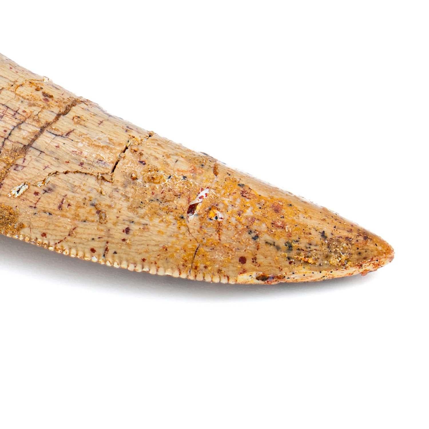 Carcharodontosaurus Tooth - SOLD 2.33" - Image 2