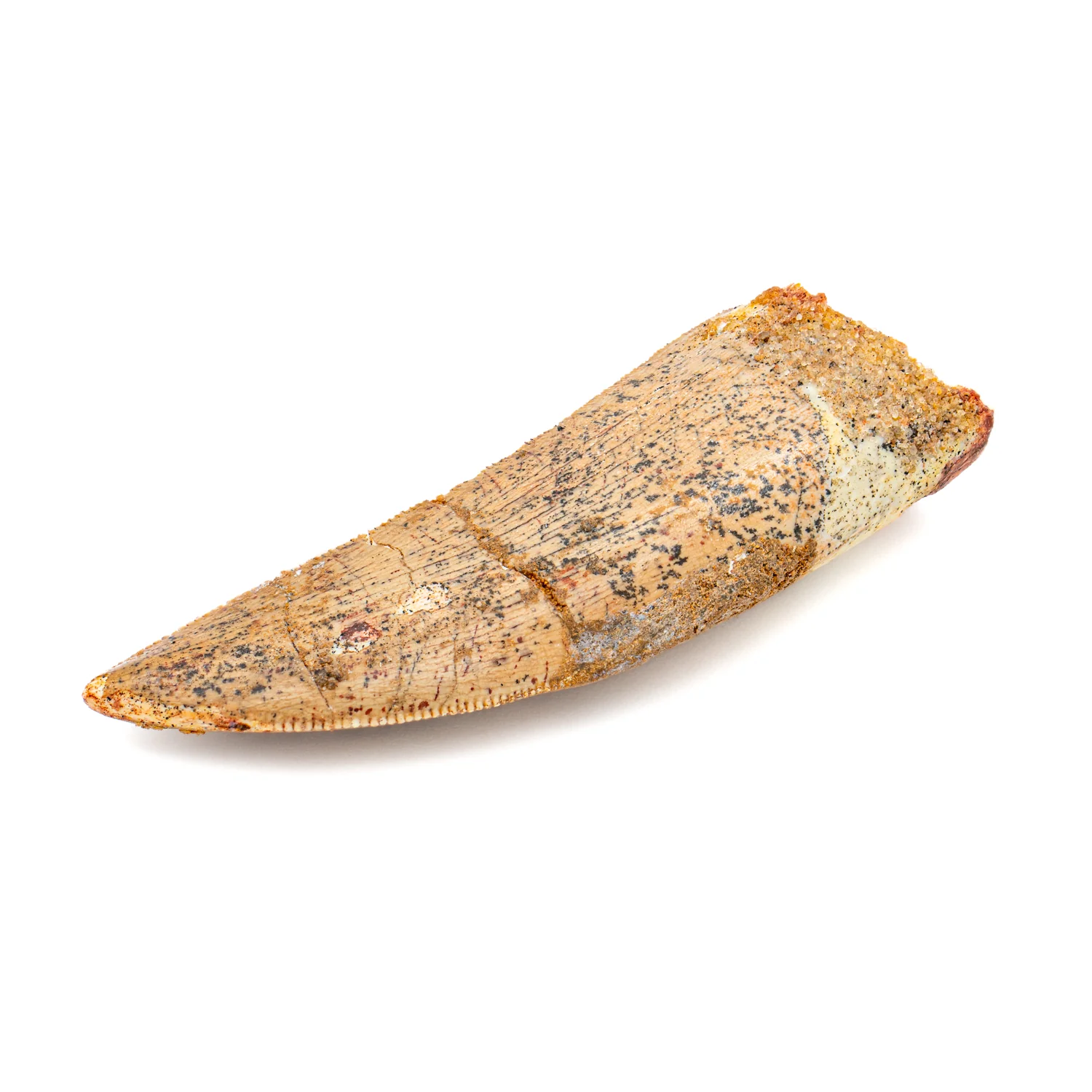 Carcharodontosaurus Tooth - SOLD 2.33" - Image 3