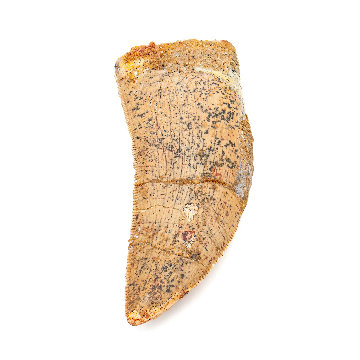 Carcharodontosaurus Tooth - SOLD 2.33" - Image 4