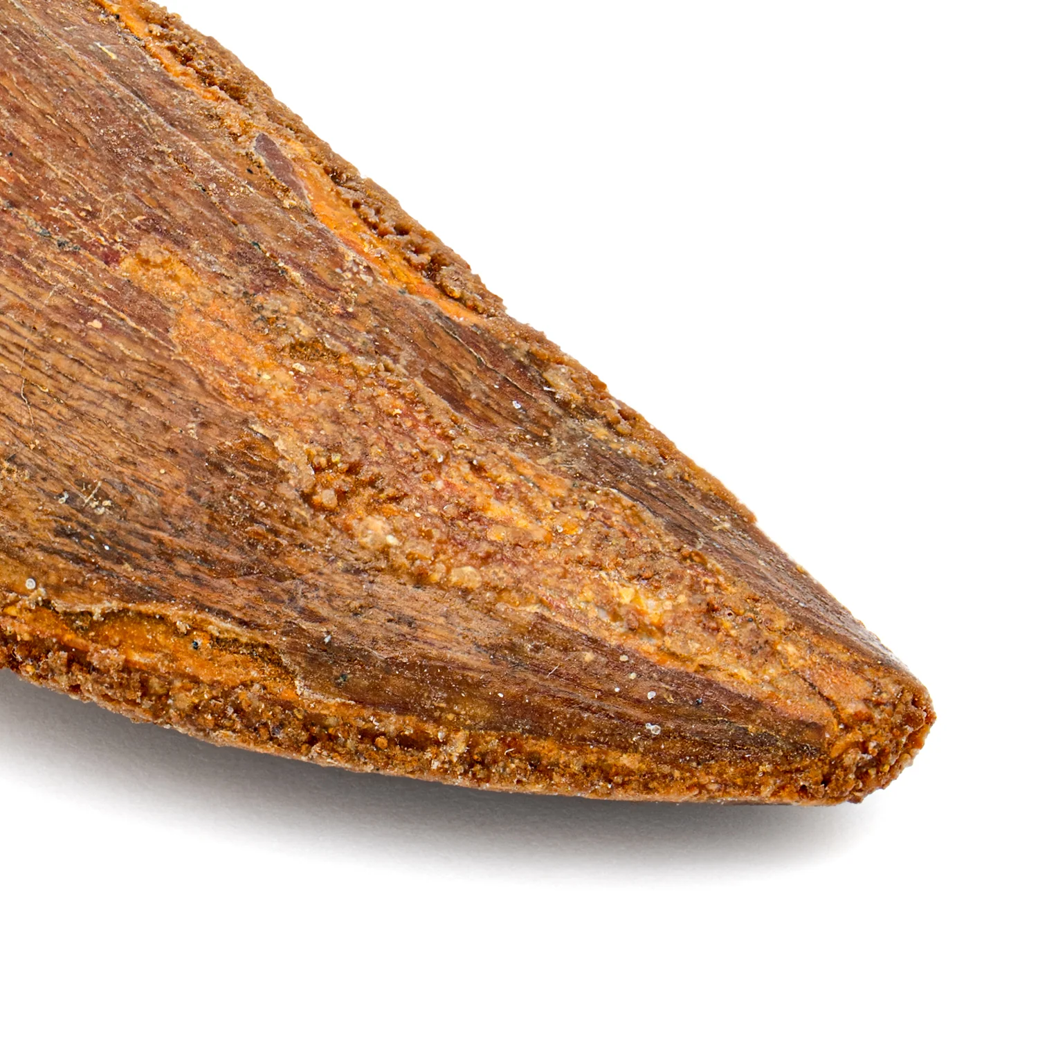 Carcharodontosaurus Tooth - SOLD 2.36" - Image 2