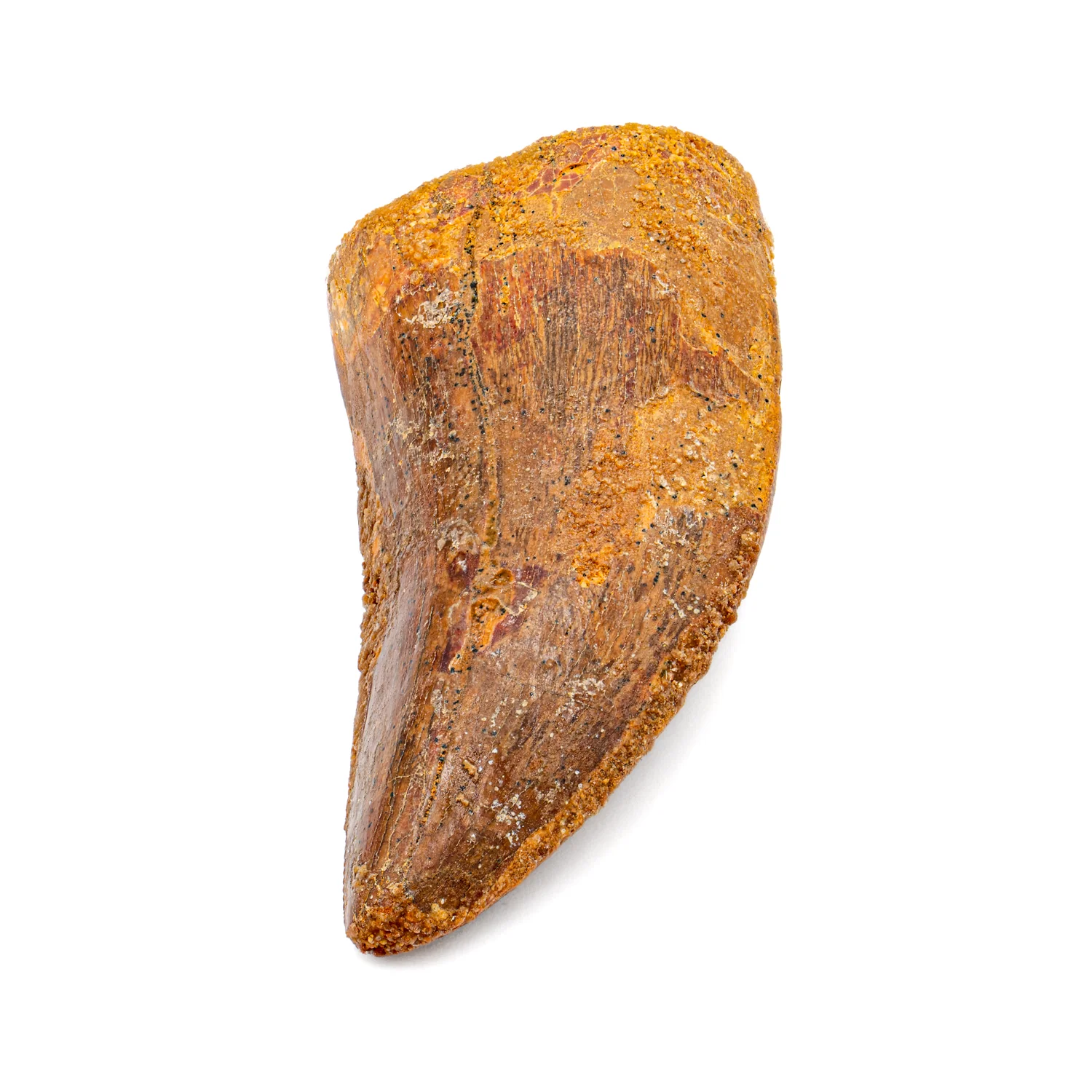 Carcharodontosaurus Tooth - SOLD 2.36" - Image 3