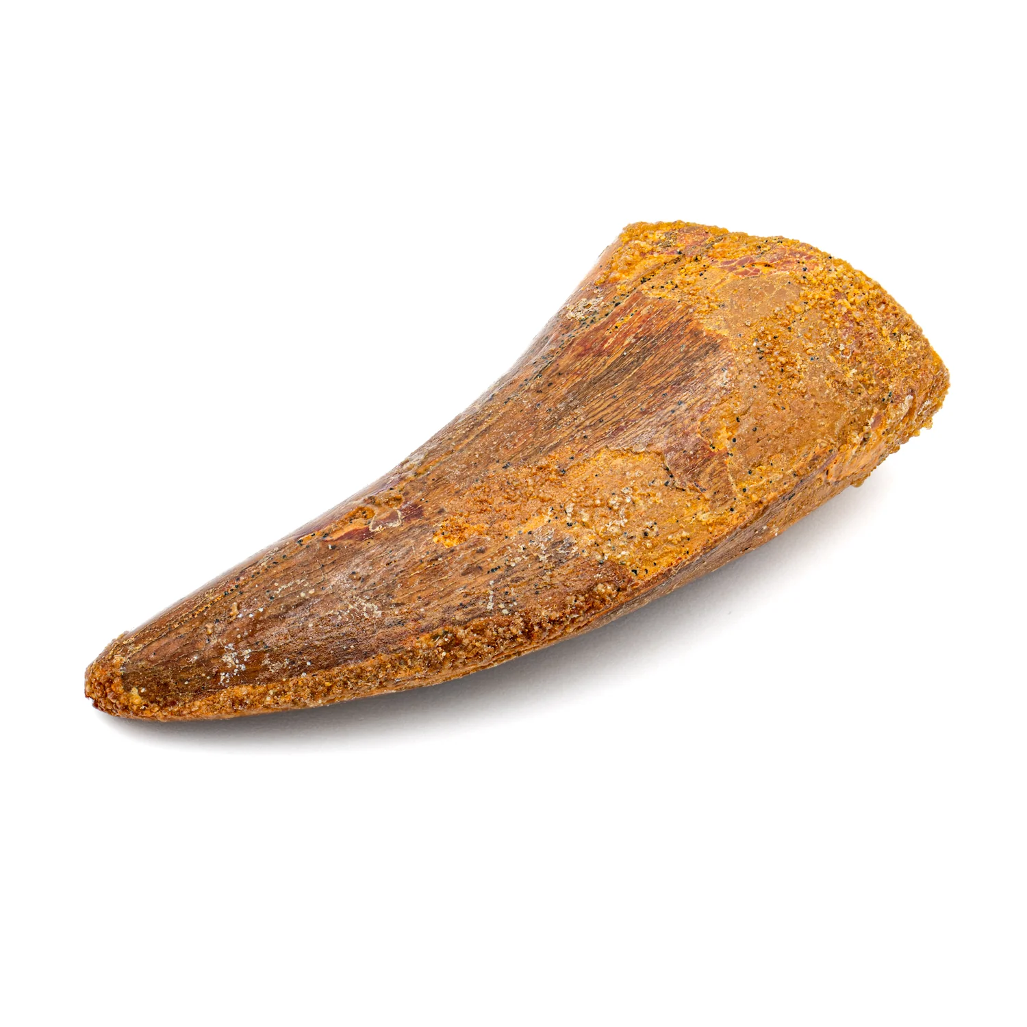 Carcharodontosaurus Tooth - SOLD 2.36" - Image 4