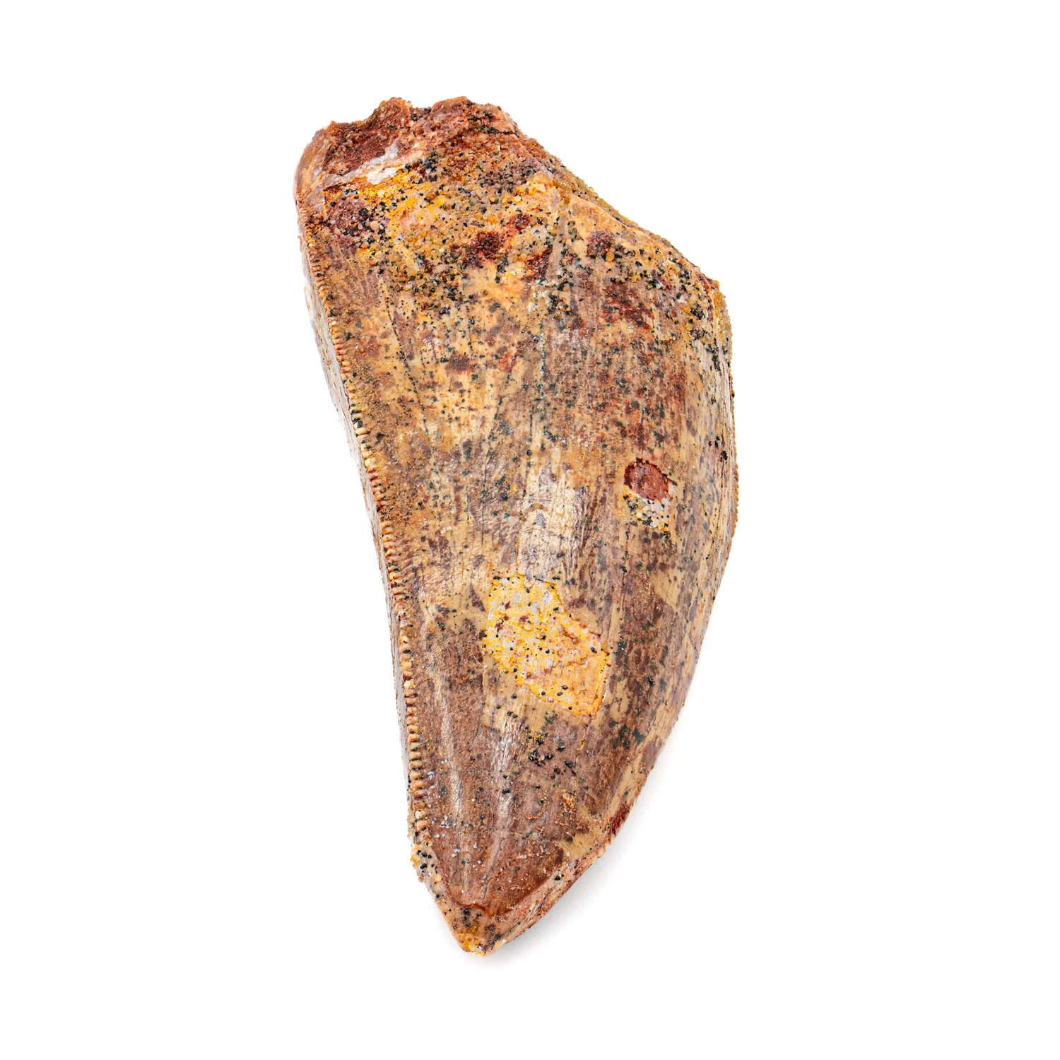 Carcharodontosaurus Tooth - SOLD 2.378"