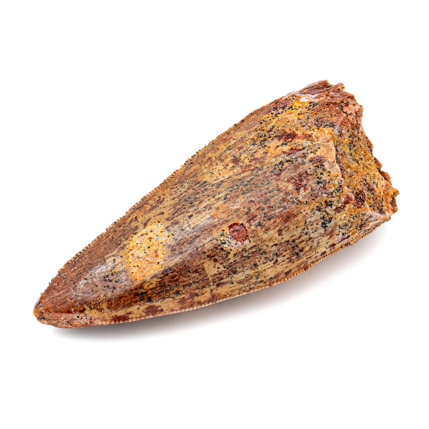 Carcharodontosaurus Tooth - SOLD 2.378" - Image 2