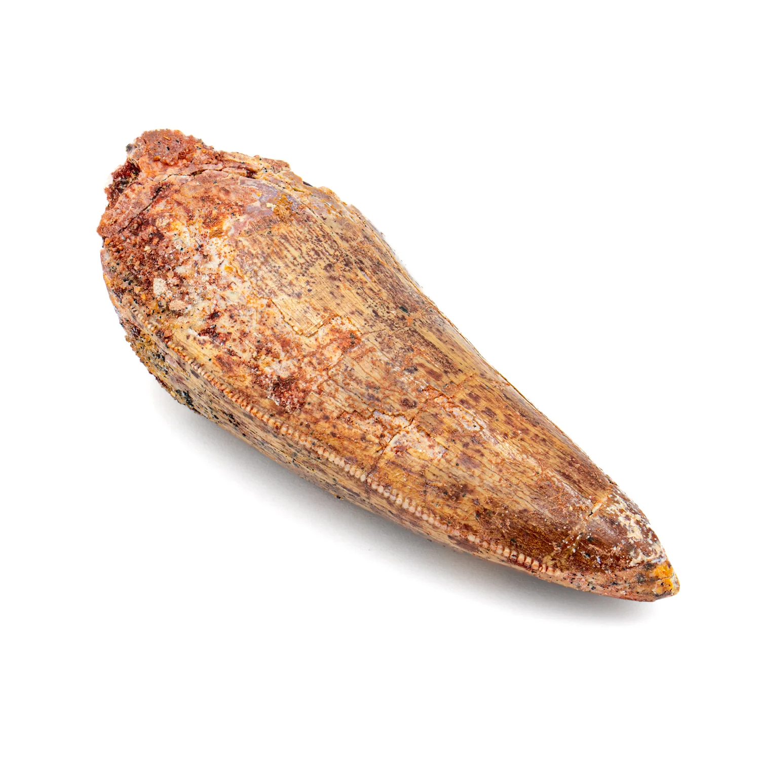 Carcharodontosaurus Tooth - SOLD 2.378" - Image 3