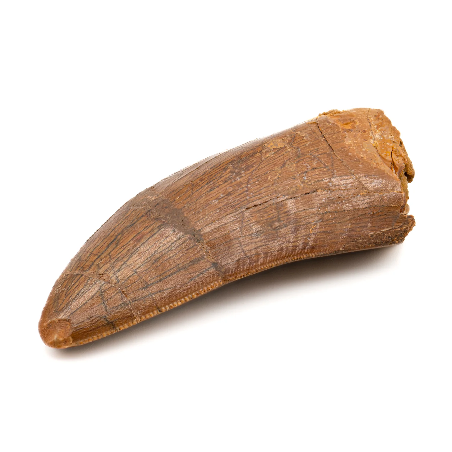 Carcharodontosaurus Tooth - SOLD 2.37" - Image 2