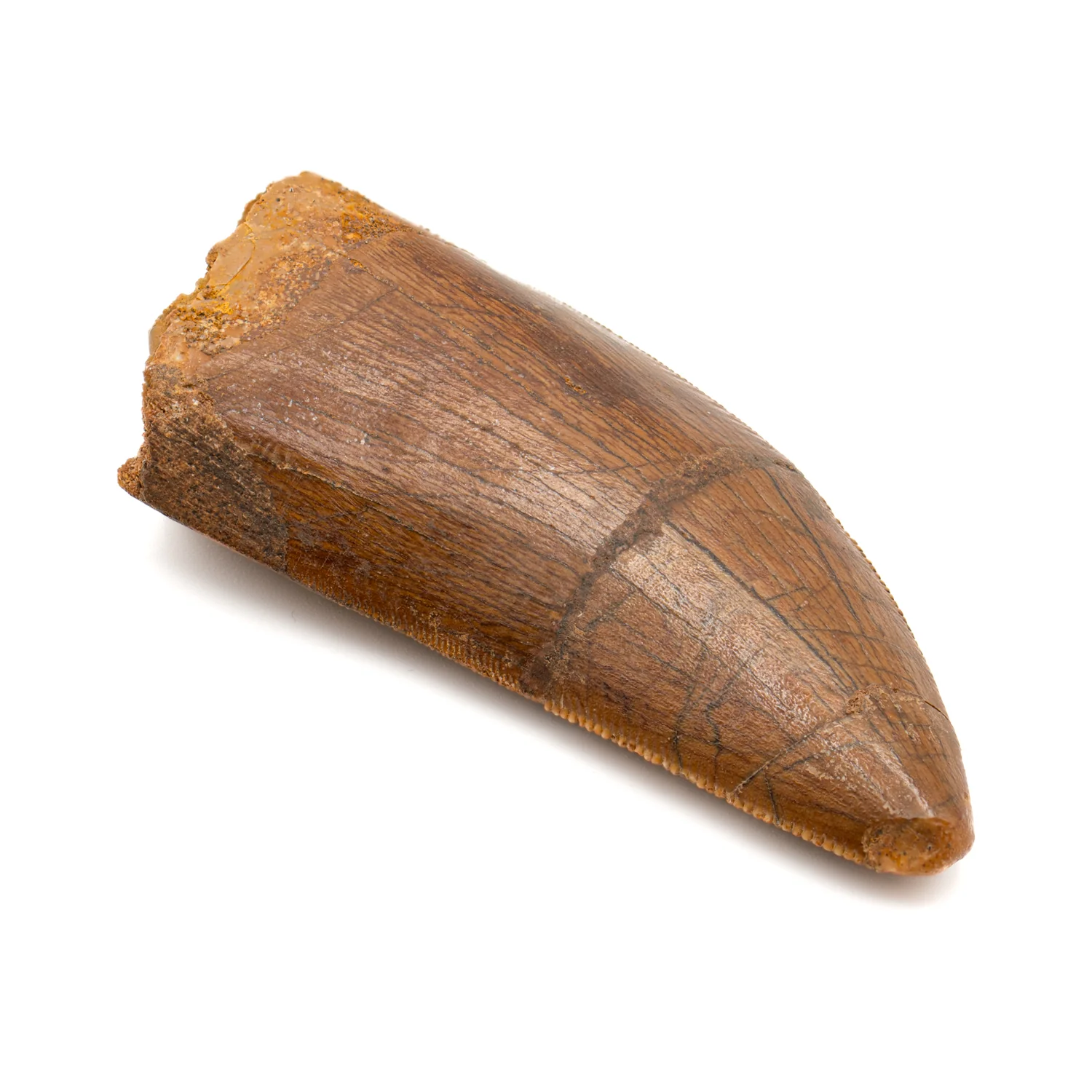 Carcharodontosaurus Tooth - SOLD 2.37" - Image 3