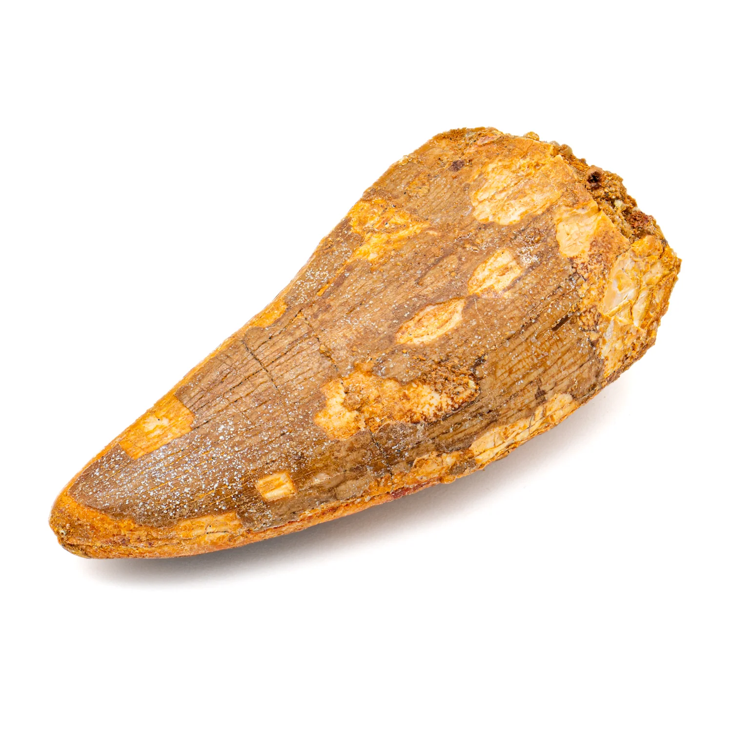 Carcharodontosaurus Tooth - SOLD 2.386"