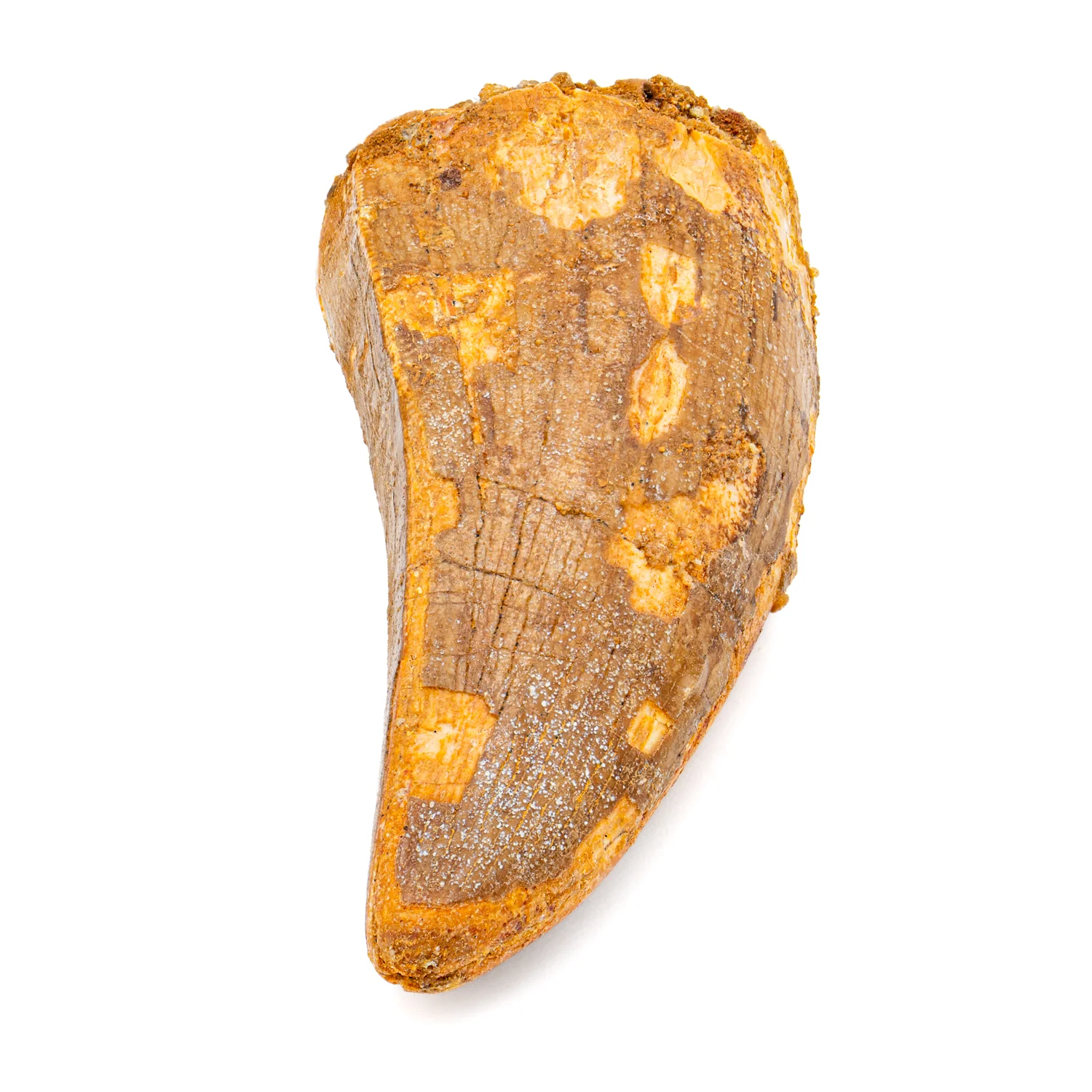 Carcharodontosaurus Tooth - SOLD 2.386" - Image 2