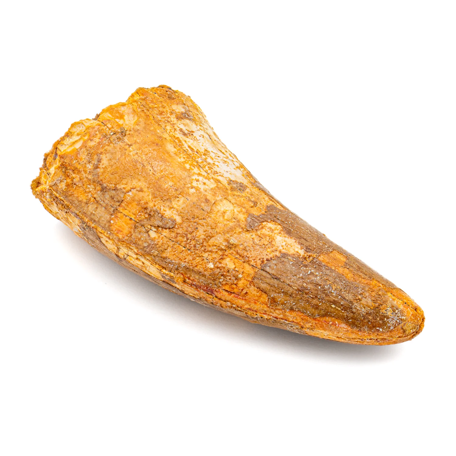 Carcharodontosaurus Tooth - SOLD 2.386" - Image 3