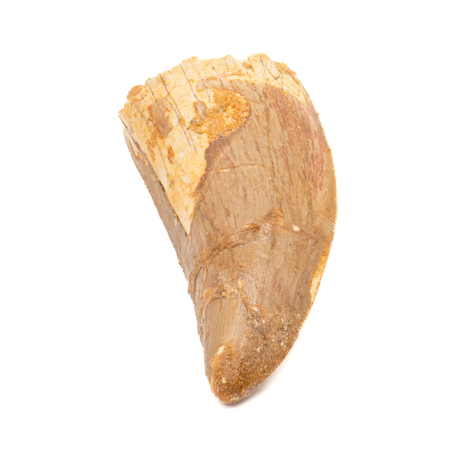 Carcharodontosaurus Tooth - SOLD 2.41" - Image 2