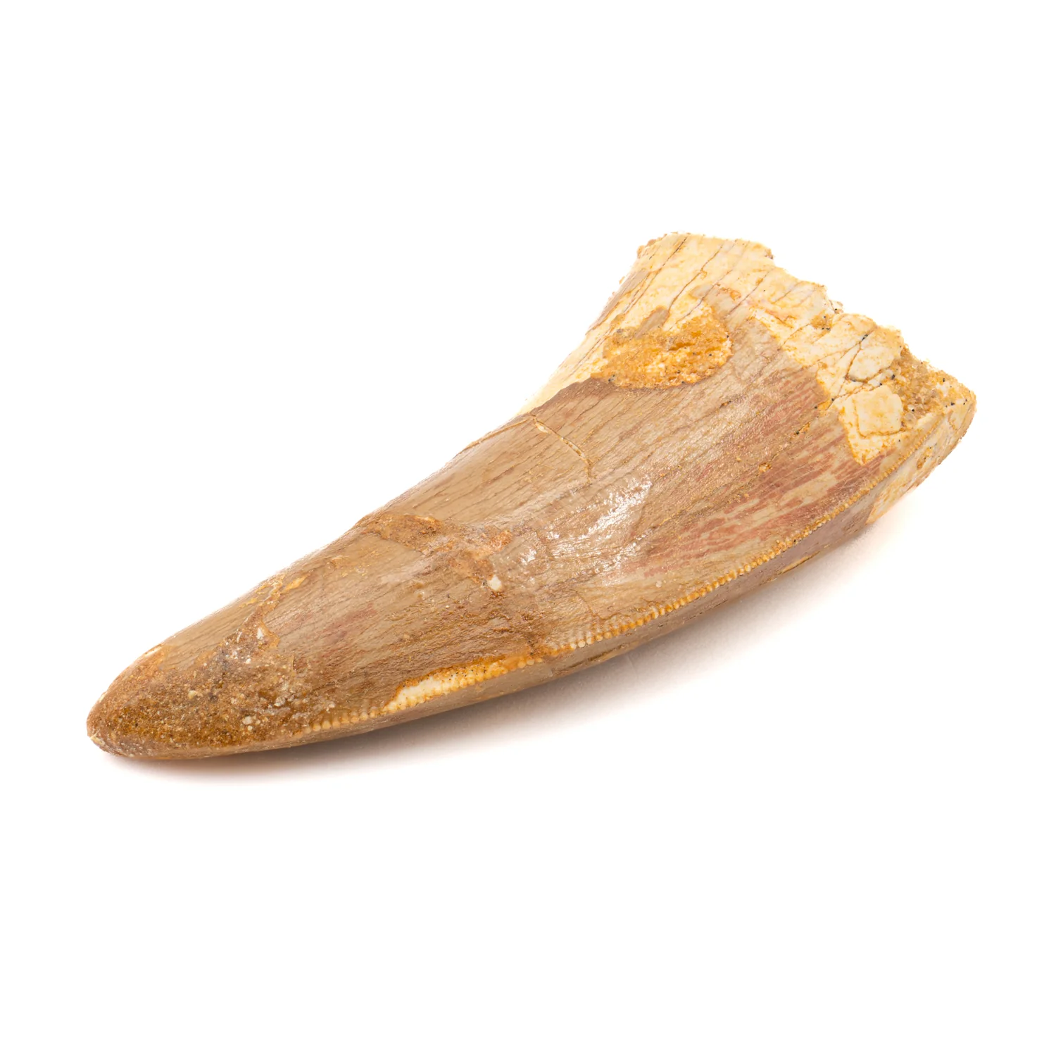 Carcharodontosaurus Tooth - SOLD 2.41" - Image 3