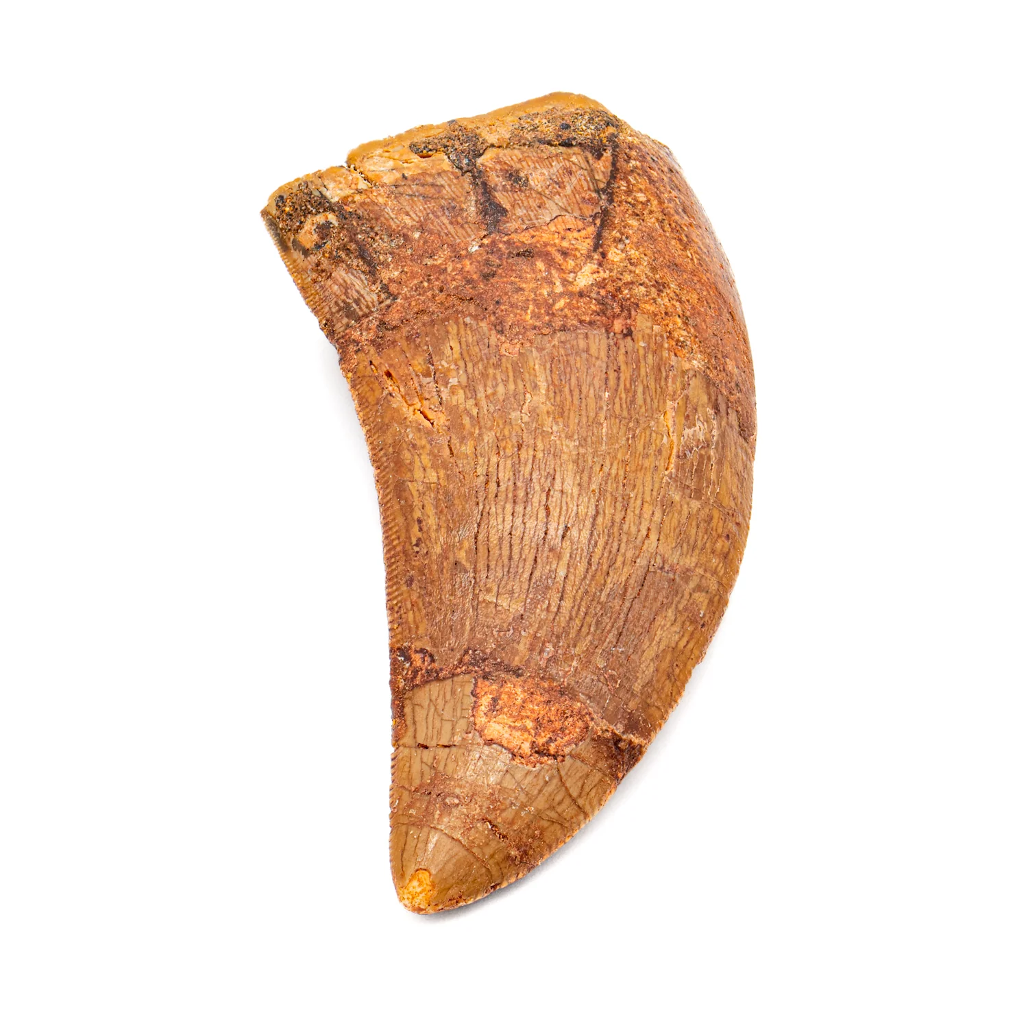 Carcharodontosaurus Tooth - SOLD 2.38" - Image 2