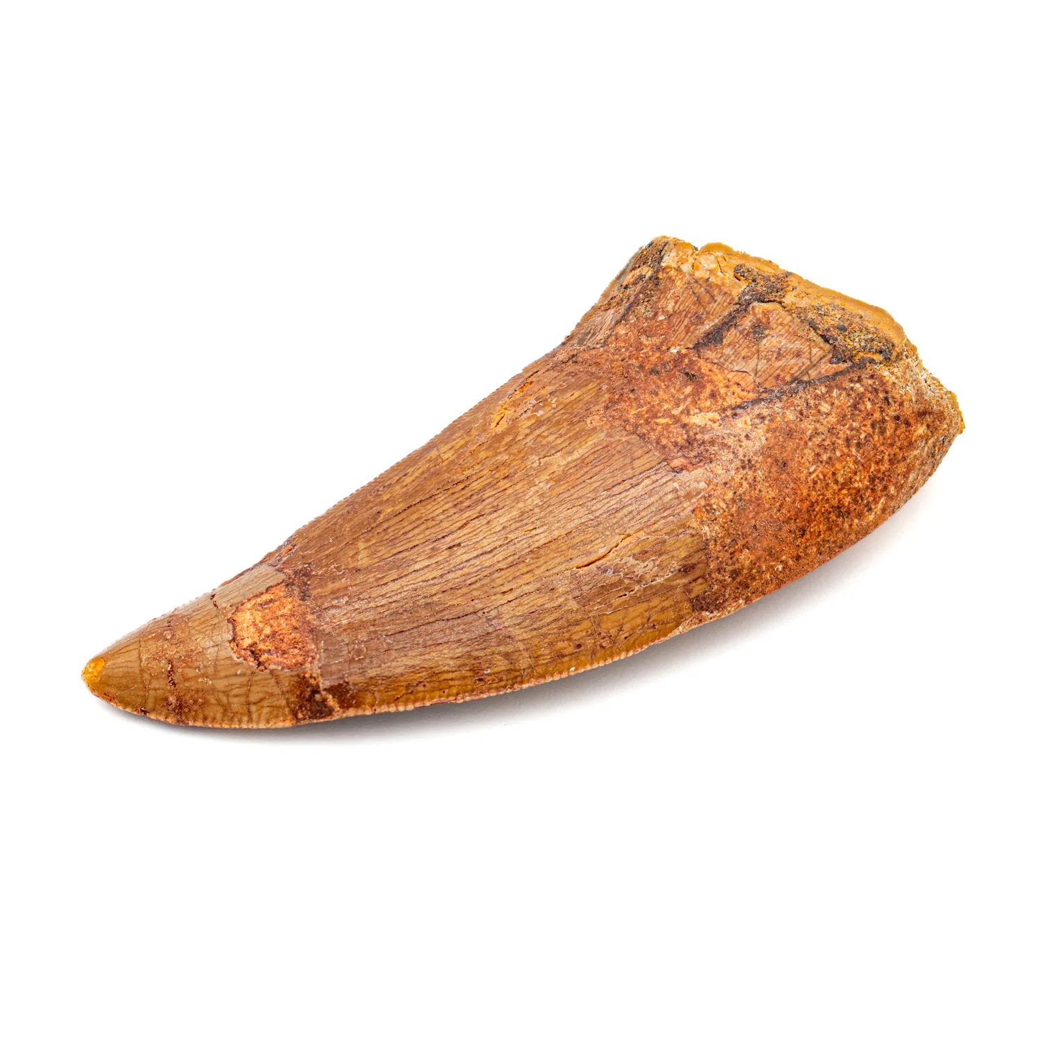 Carcharodontosaurus Tooth - SOLD 2.38" - Image 3