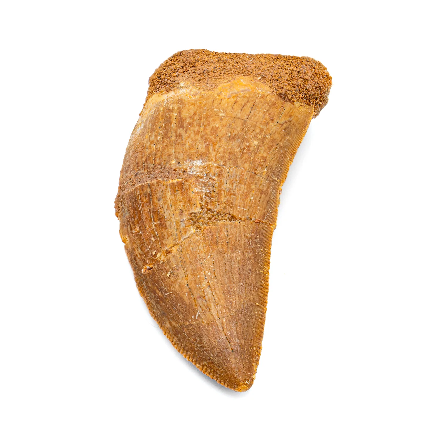 Carcharodontosaurus Tooth - SOLD 2.36" - Image 2