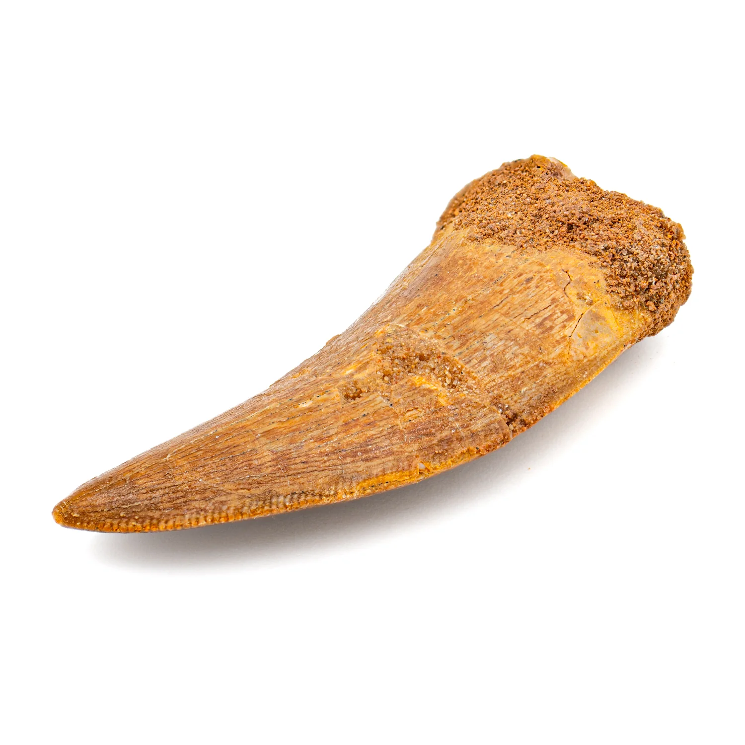 Carcharodontosaurus Tooth - SOLD 2.36" - Image 3