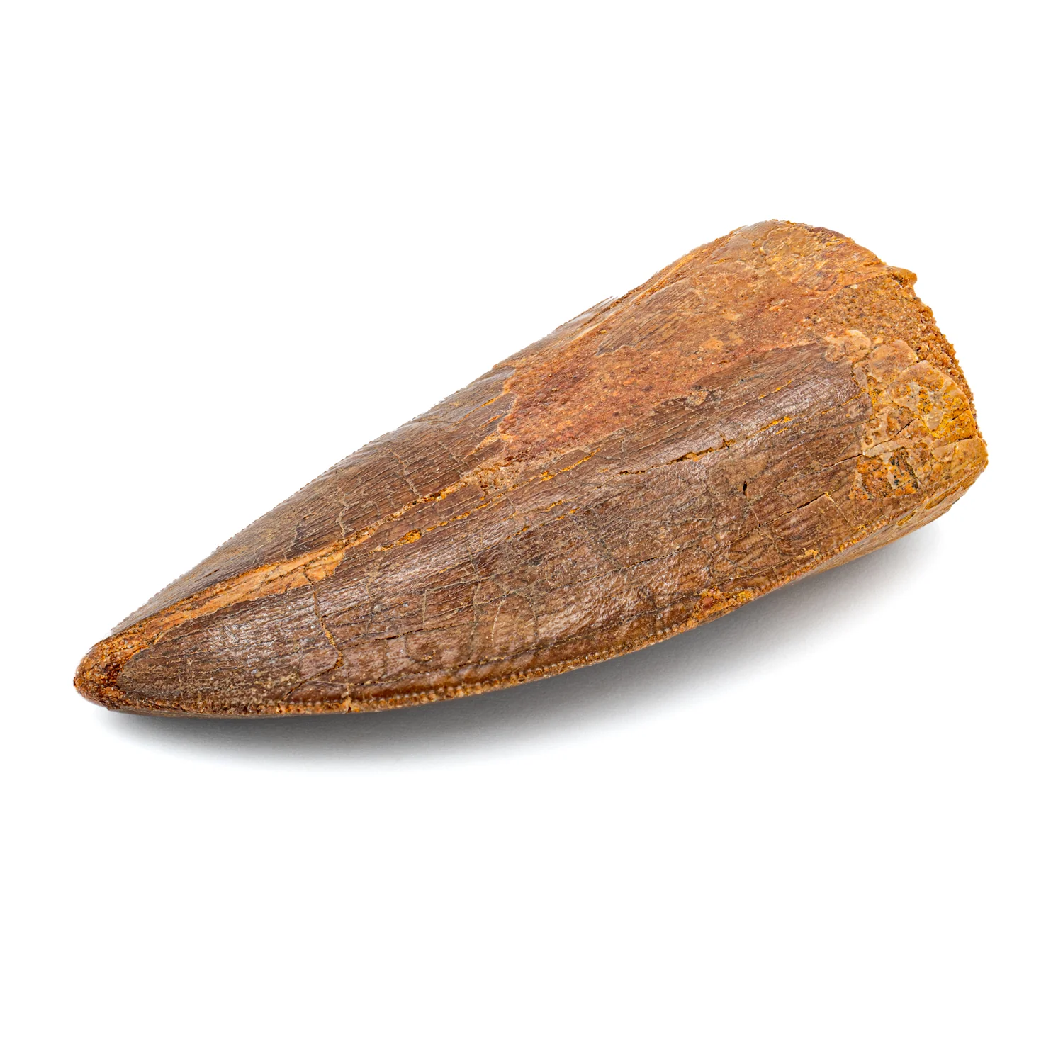 Carcharodontosaurus Tooth - 2.49" A - Image 2