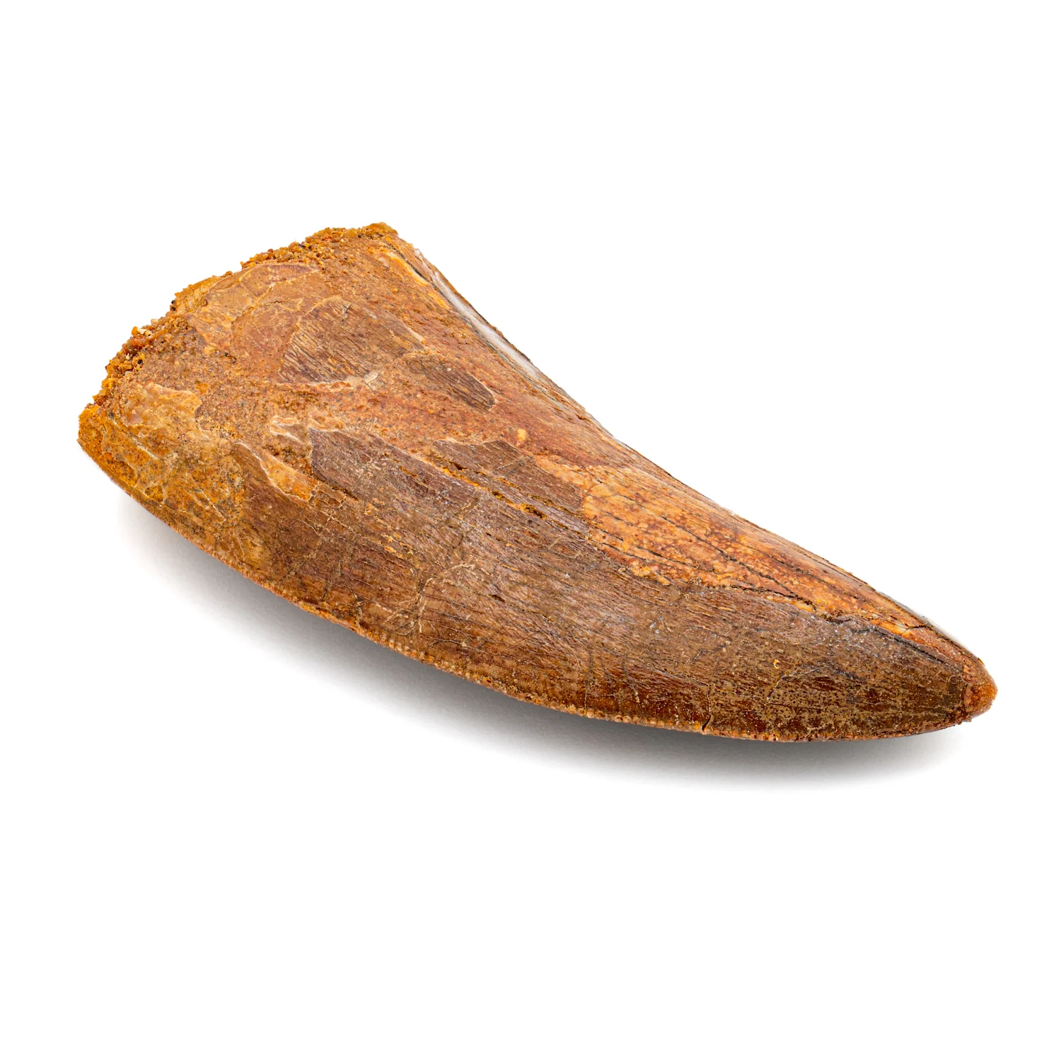 Carcharodontosaurus Tooth - 2.49" A - Image 3