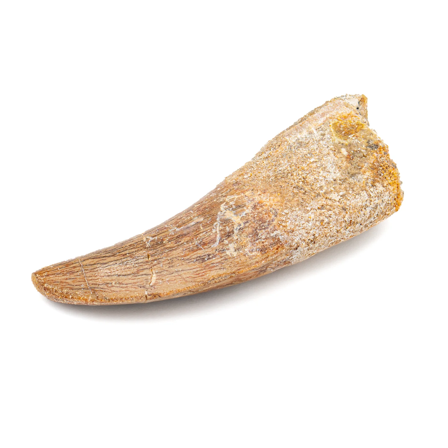 Carcharodontosaurus Tooth - 2.50" B - Image 2