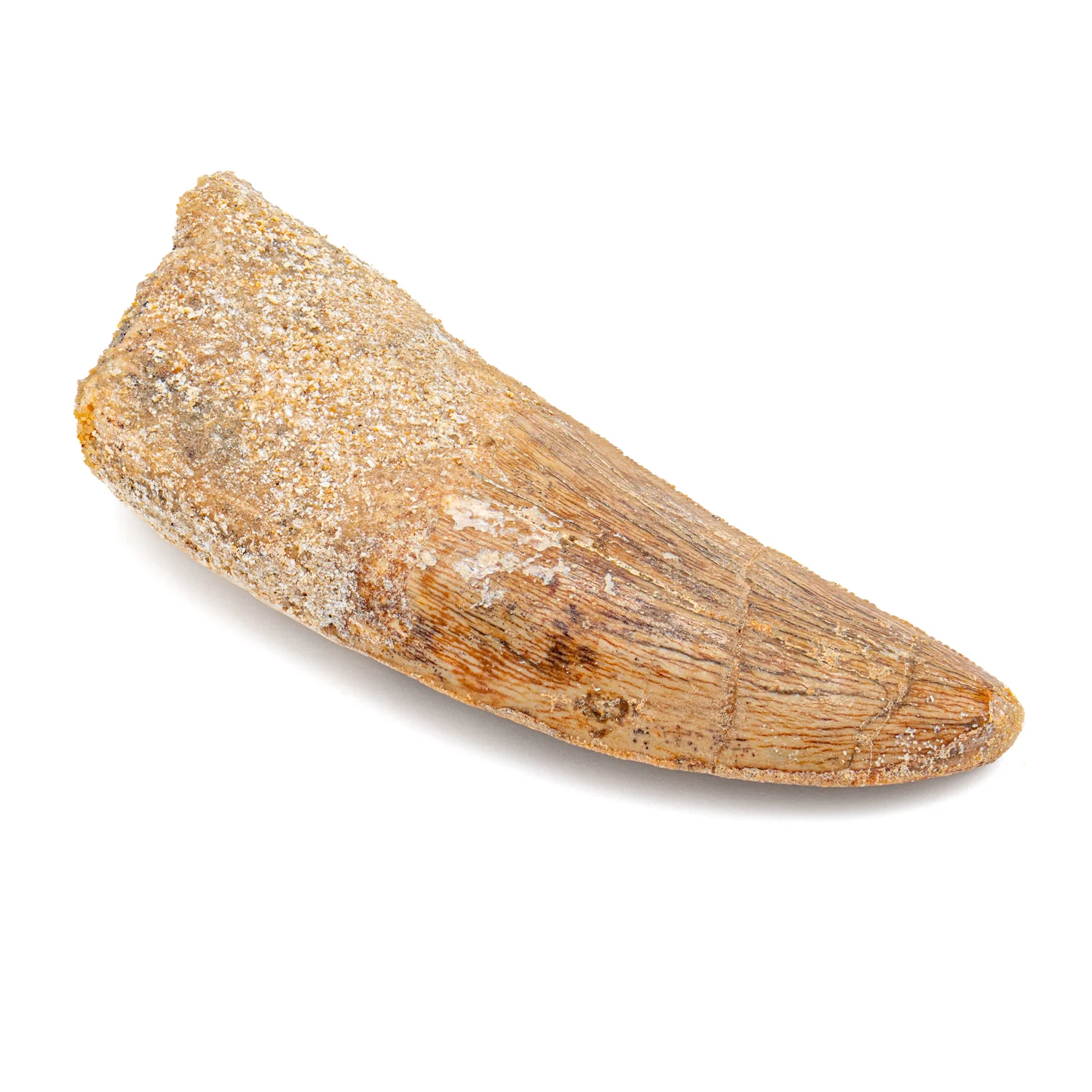 Carcharodontosaurus Tooth - 2.50" B - Image 3