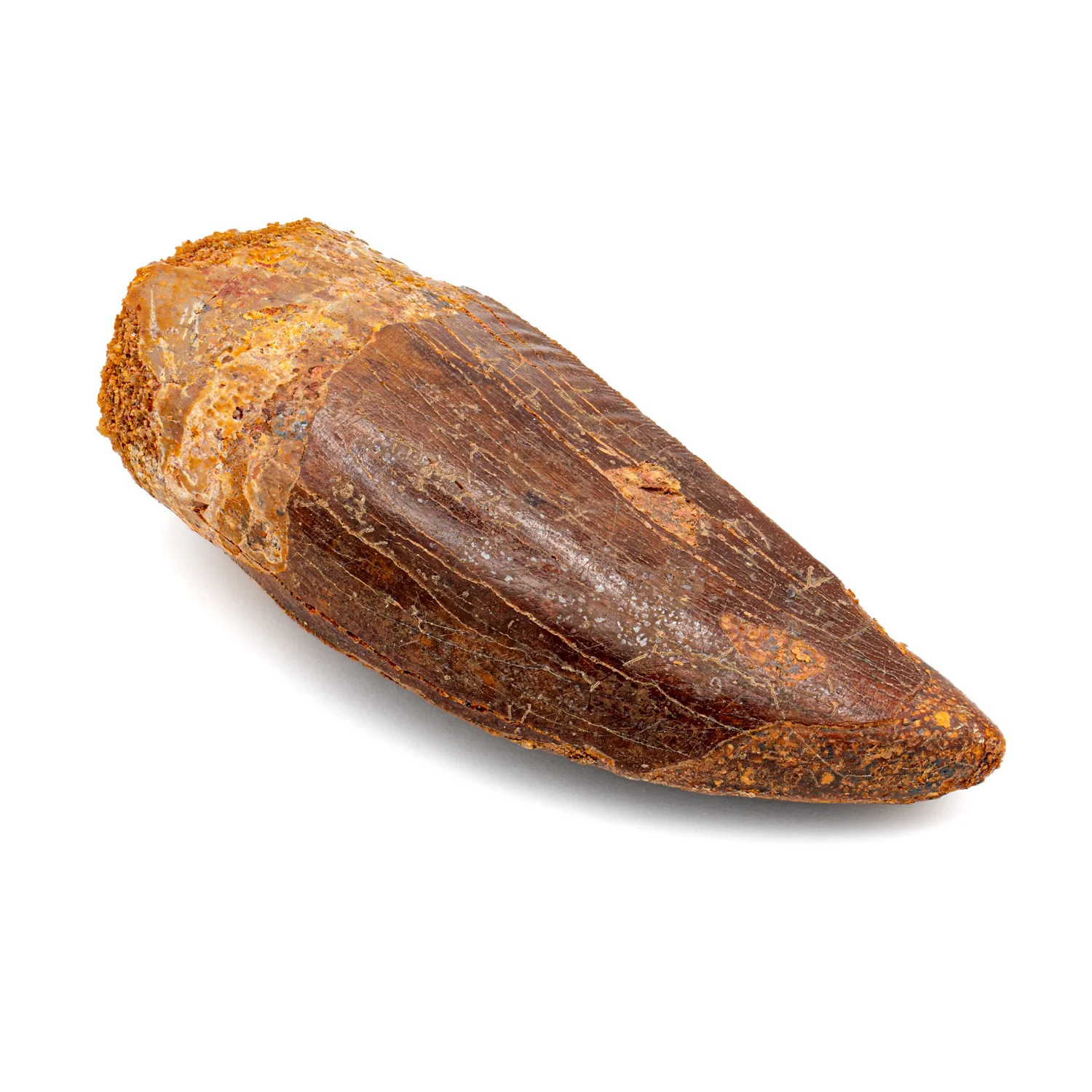 Carcharodontosaurus Tooth - SOLD 2.50"