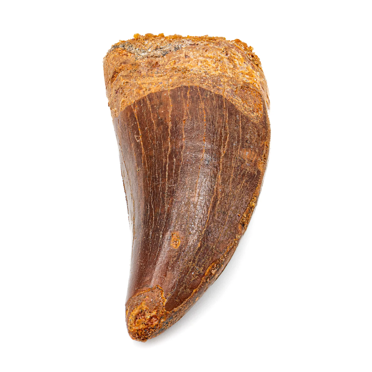 Carcharodontosaurus Tooth - SOLD 2.50" - Image 2