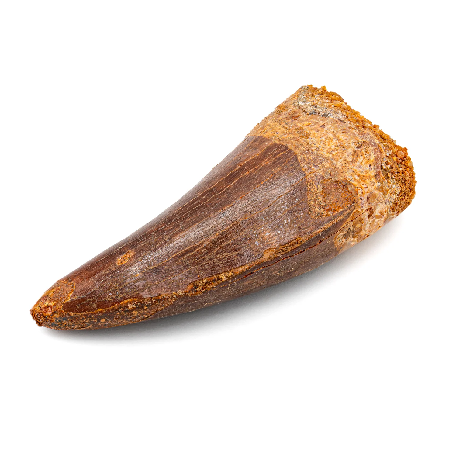 Carcharodontosaurus Tooth - SOLD 2.50" - Image 3