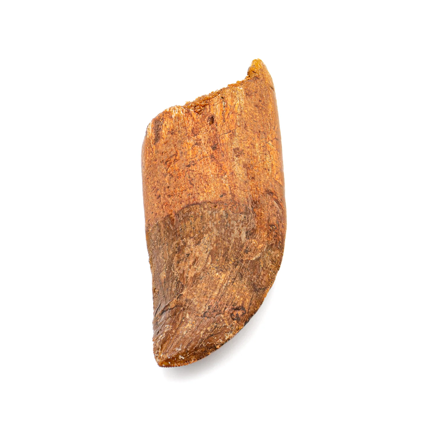 Carcharodontosaurus Tooth - SOLD 2.61" - Image 2