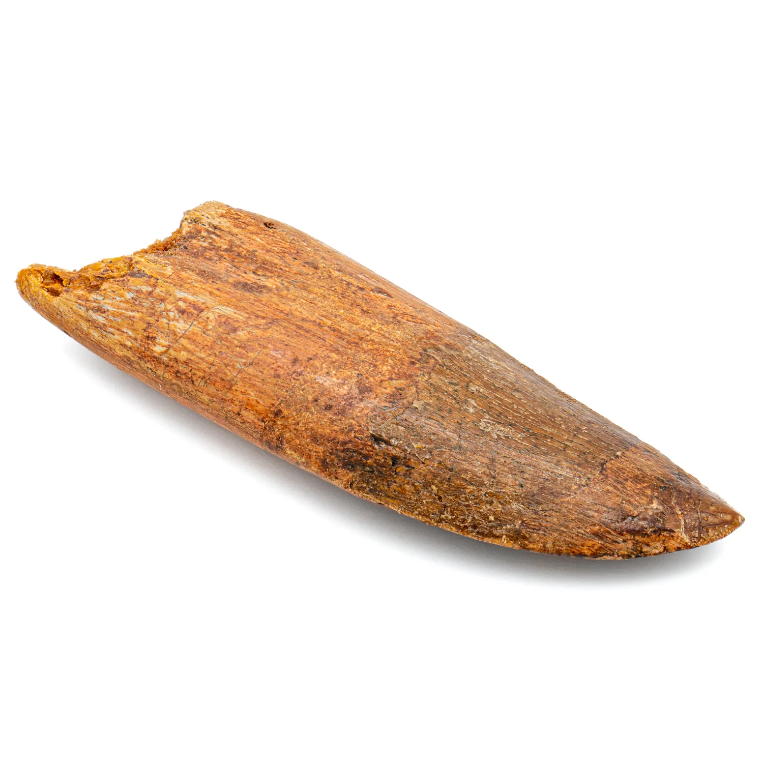 Carcharodontosaurus Tooth - SOLD 2.61" - Image 3