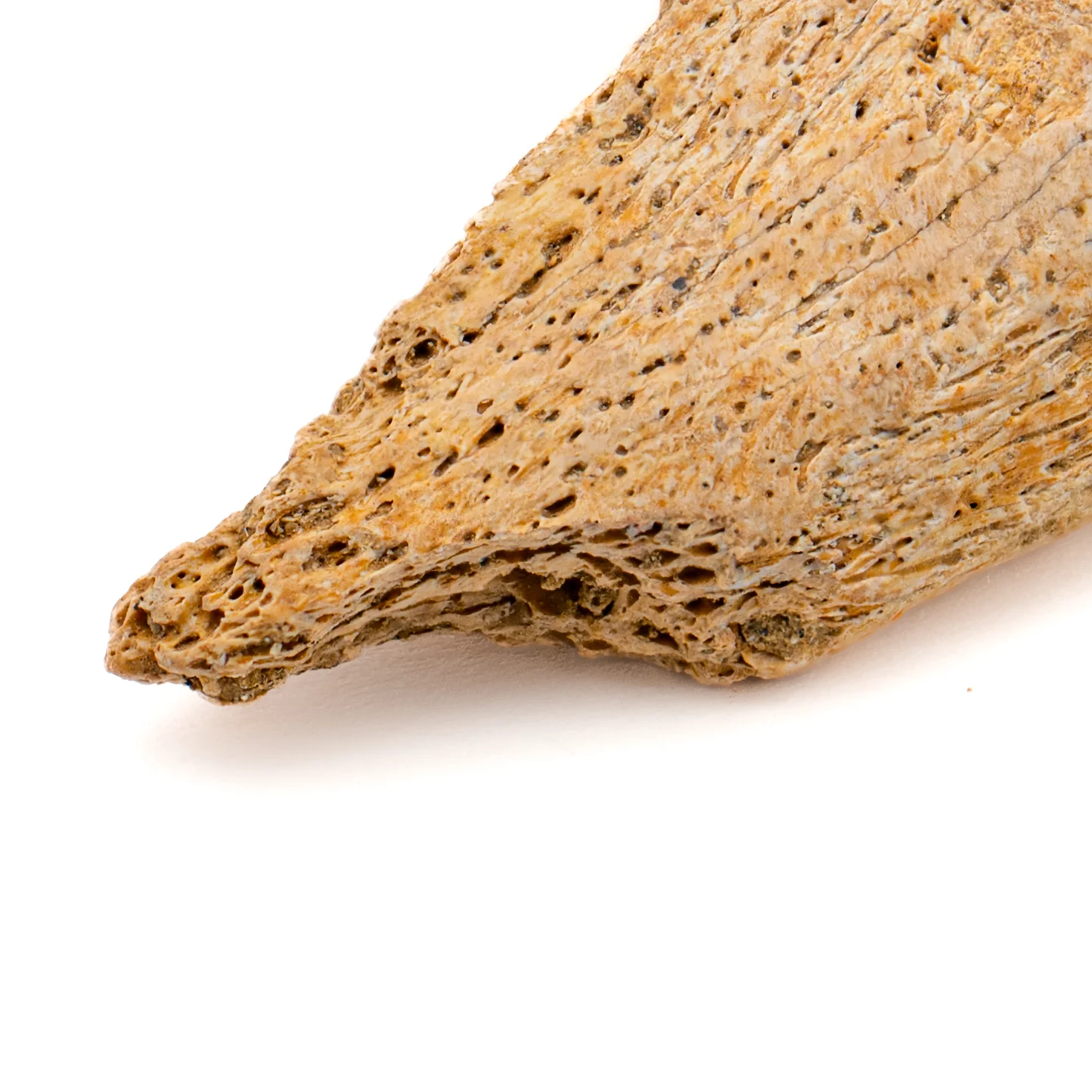 Cave Bear Partial Claw Core - SOLD 1.41" - Image 2