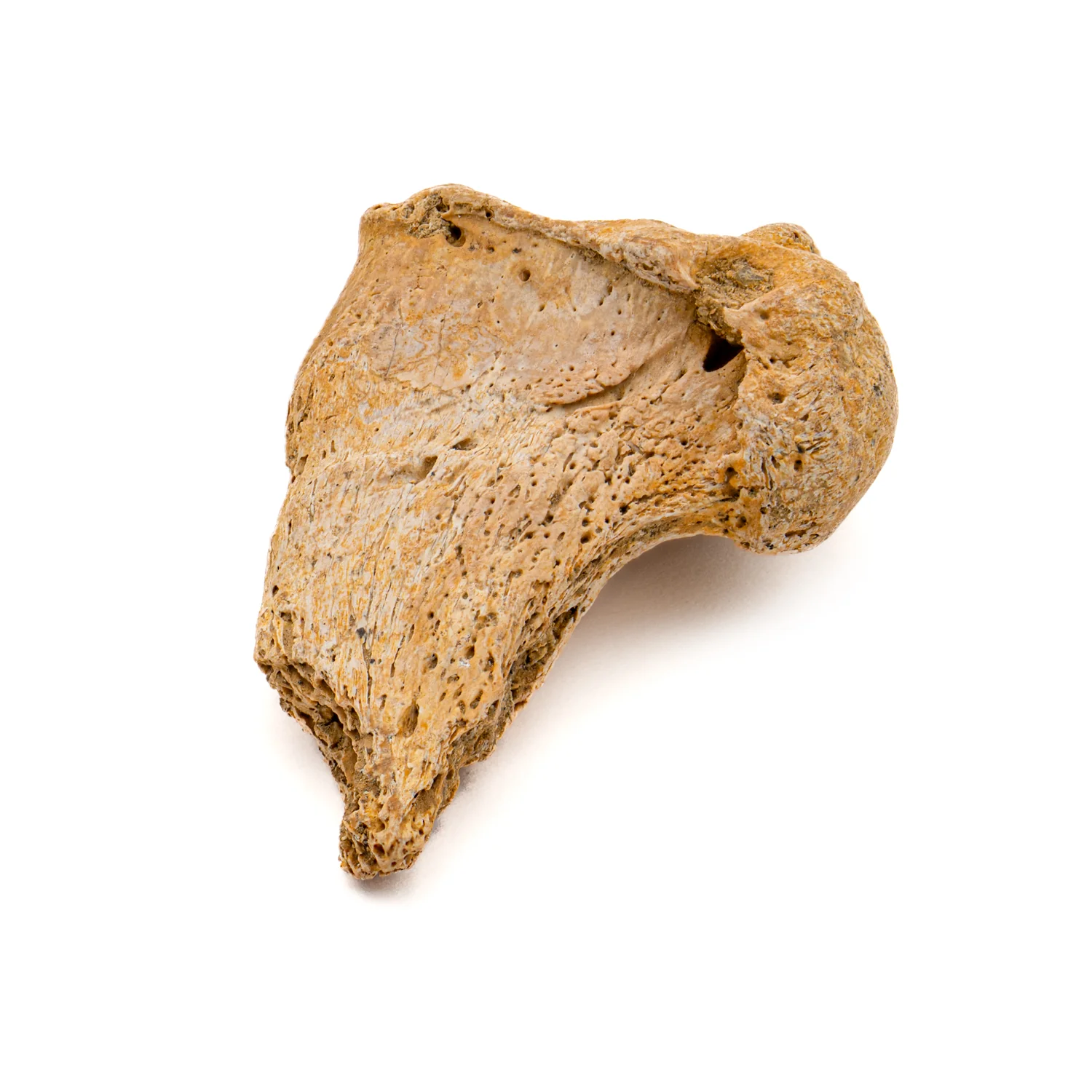 Cave Bear Partial Claw Core - SOLD 1.41" - Image 4