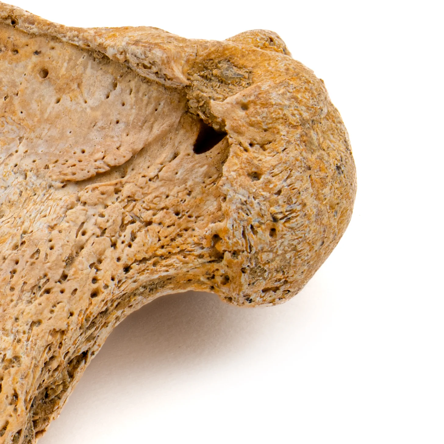Cave Bear Partial Claw Core - SOLD 1.41" - Image 5