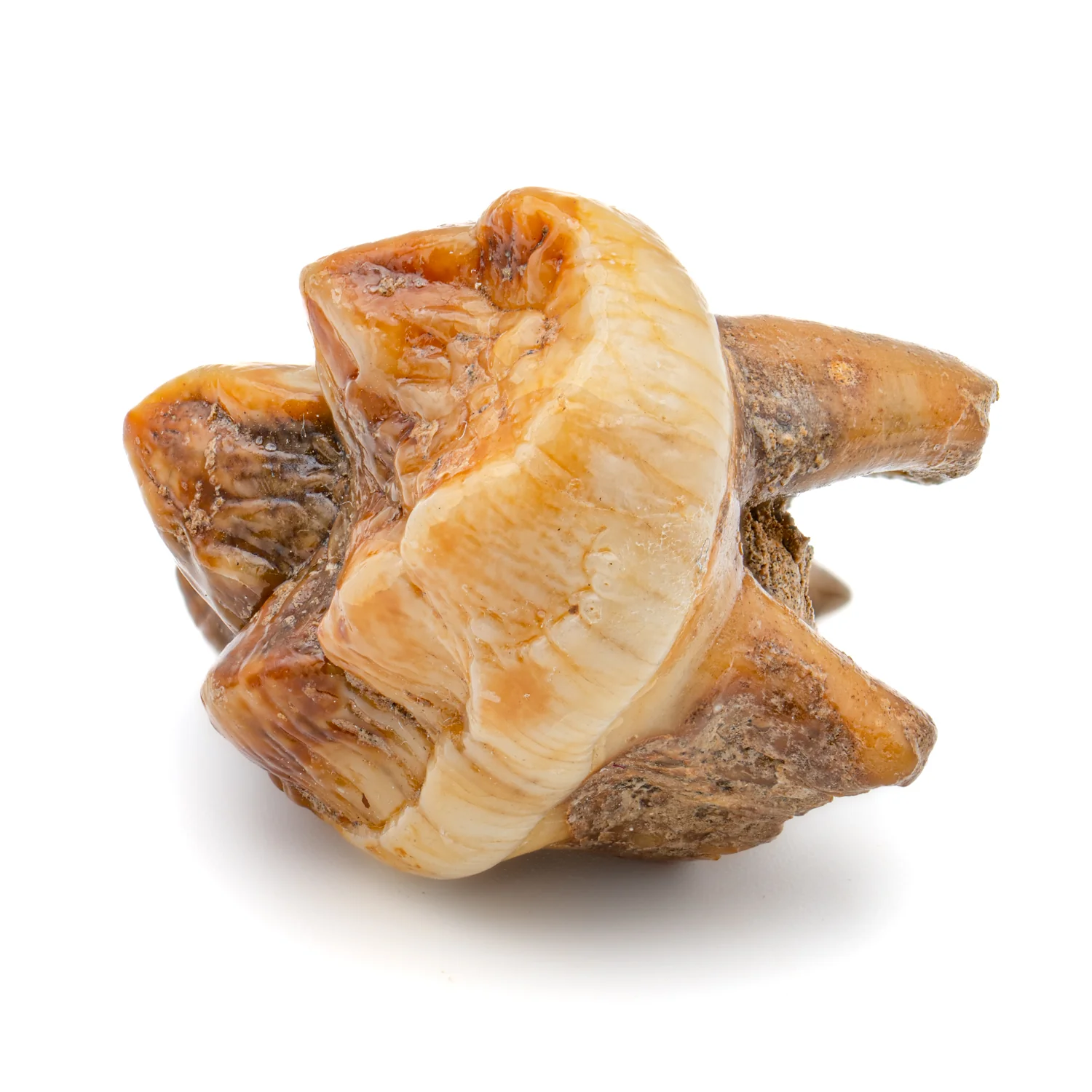 Cave Bear Tooth - SOLD 1.13" (Molar) - Image 3