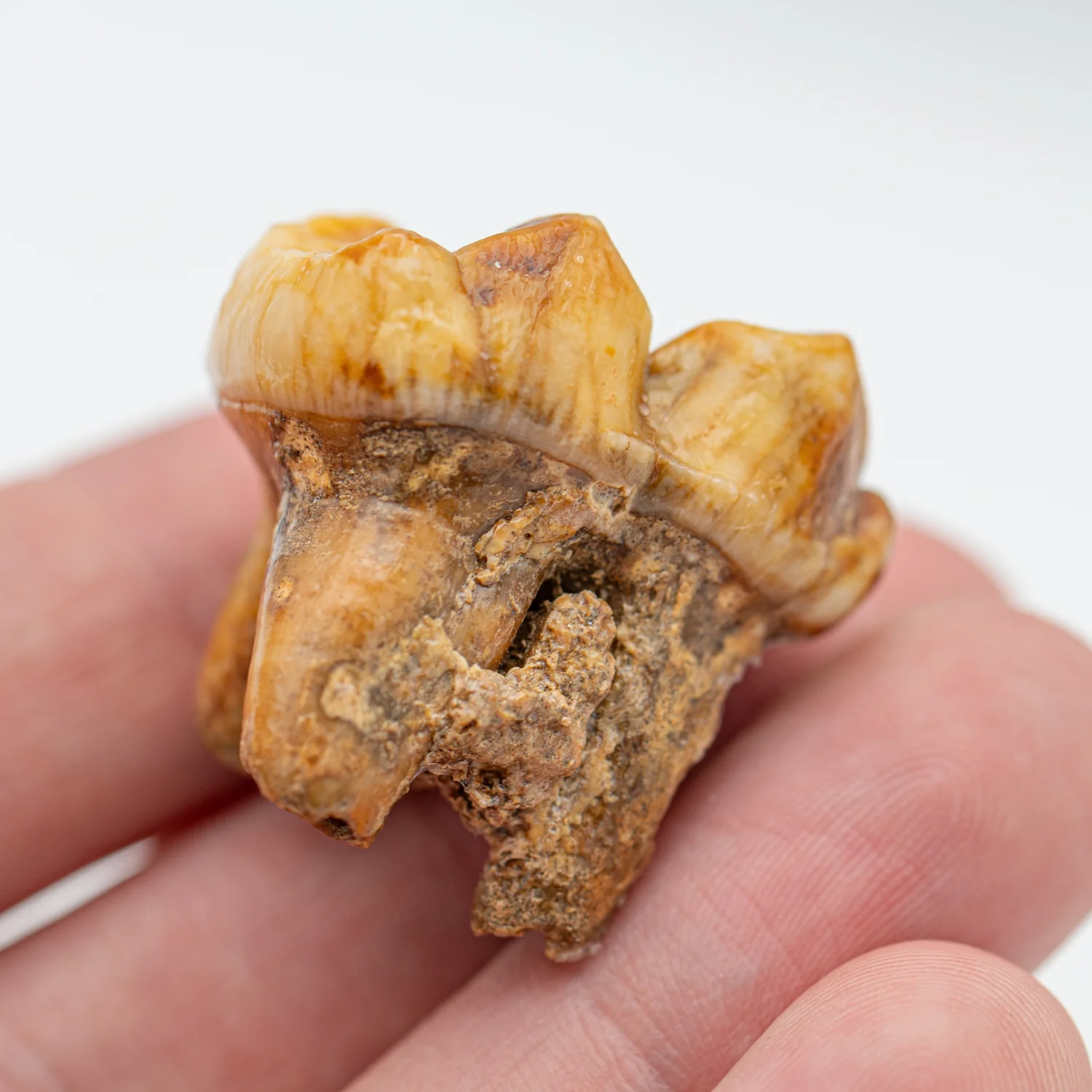 Cave Bear Tooth - SOLD 1.13" (Molar) - Image 4