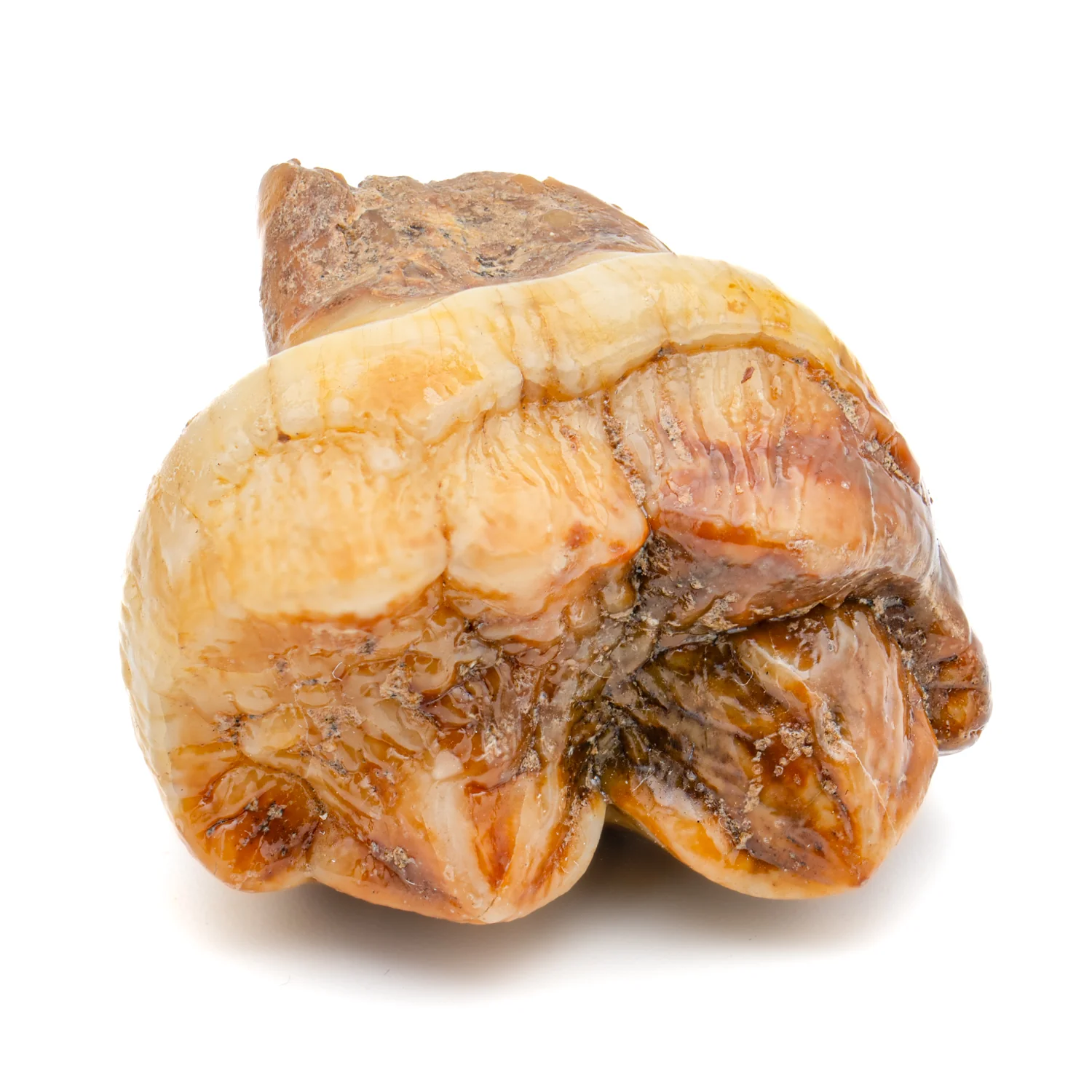 Cave Bear Tooth - SOLD 1.13" (Molar) - Image 5