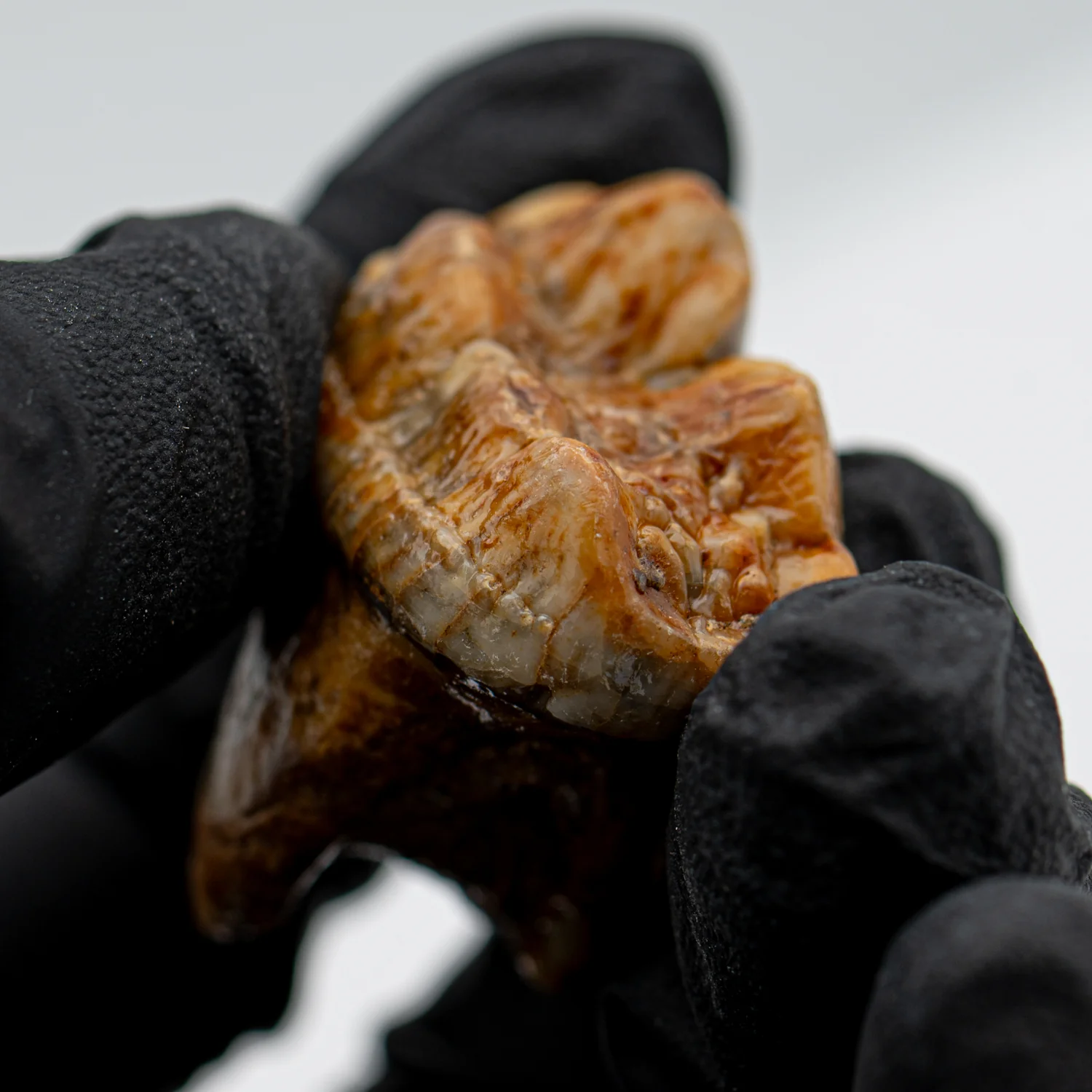 Cave Bear Tooth - SOLD 1.27" (Molar) - Image 4