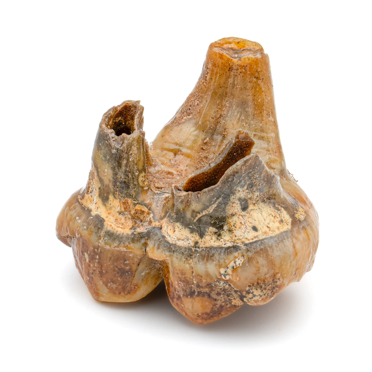 Cave Bear Tooth - SOLD 1.30" (Molar) - Image 2