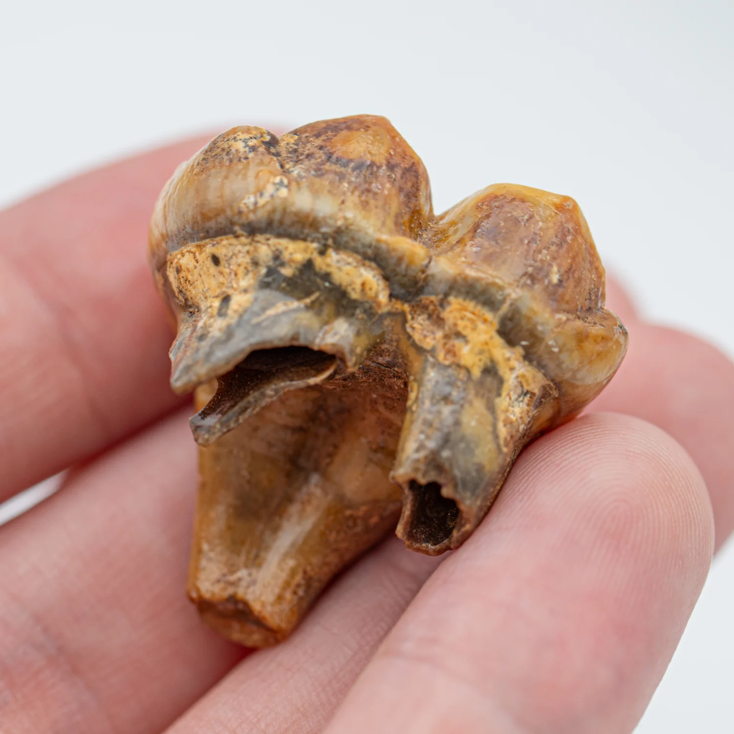 Cave Bear Tooth - SOLD 1.30" (Molar) - Image 3