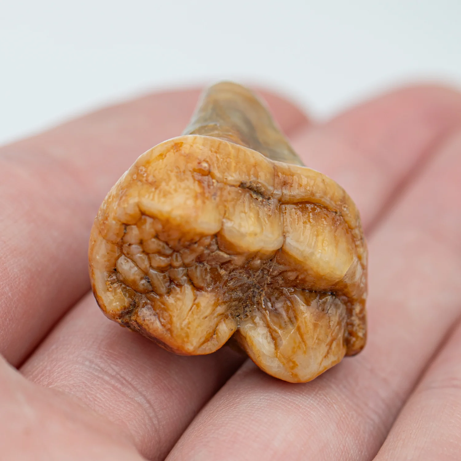Cave Bear Tooth - SOLD 1.30" (Molar) - Image 4