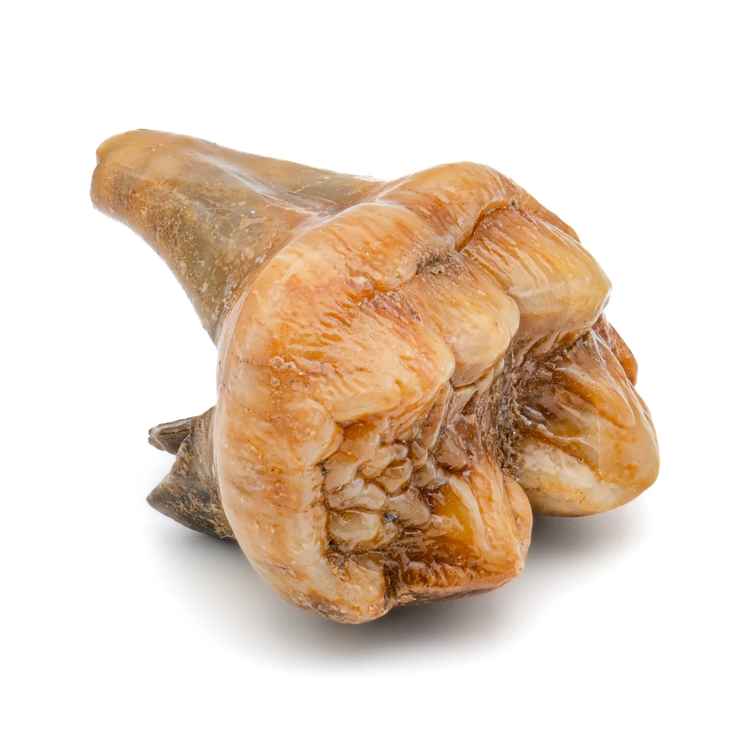 Cave Bear Tooth - SOLD 1.30" (Molar) - Image 5