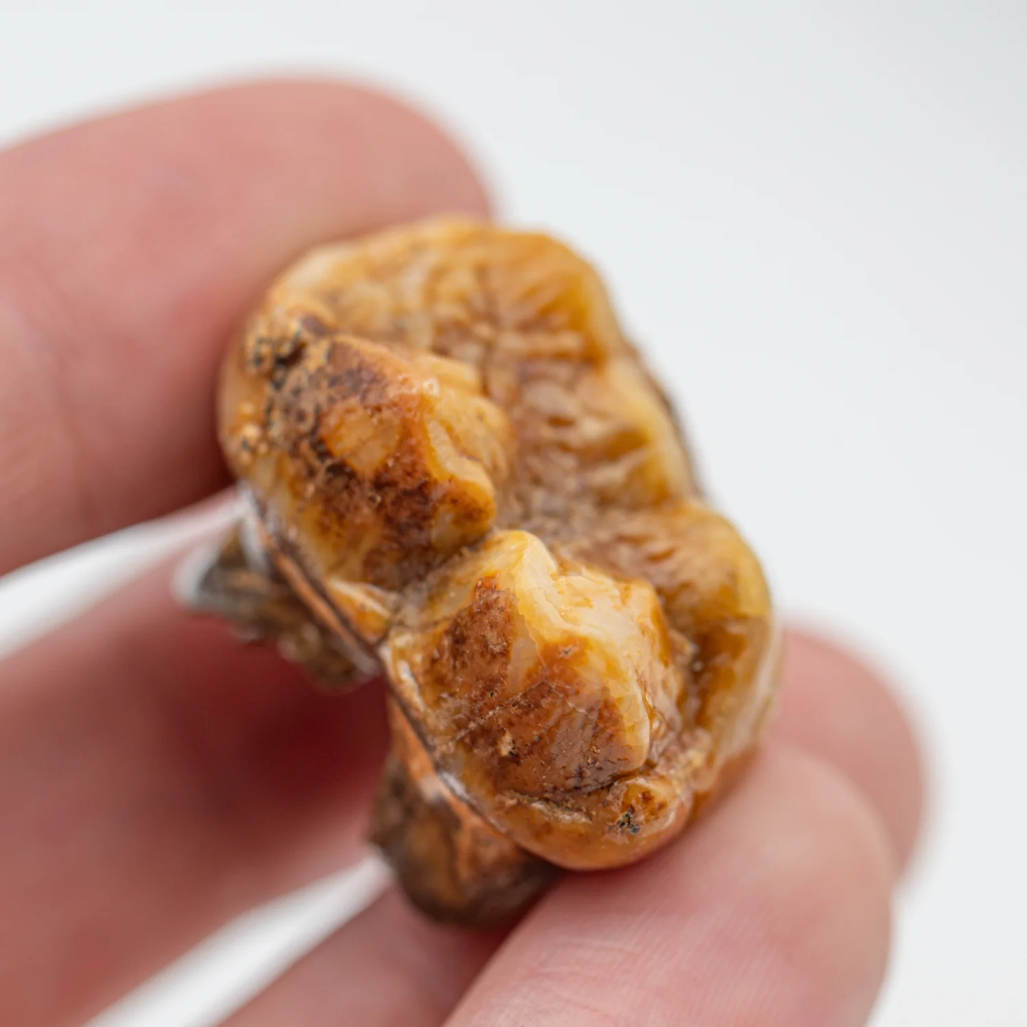 Cave Bear Tooth - SOLD 1.30" (Molar) - Image 7