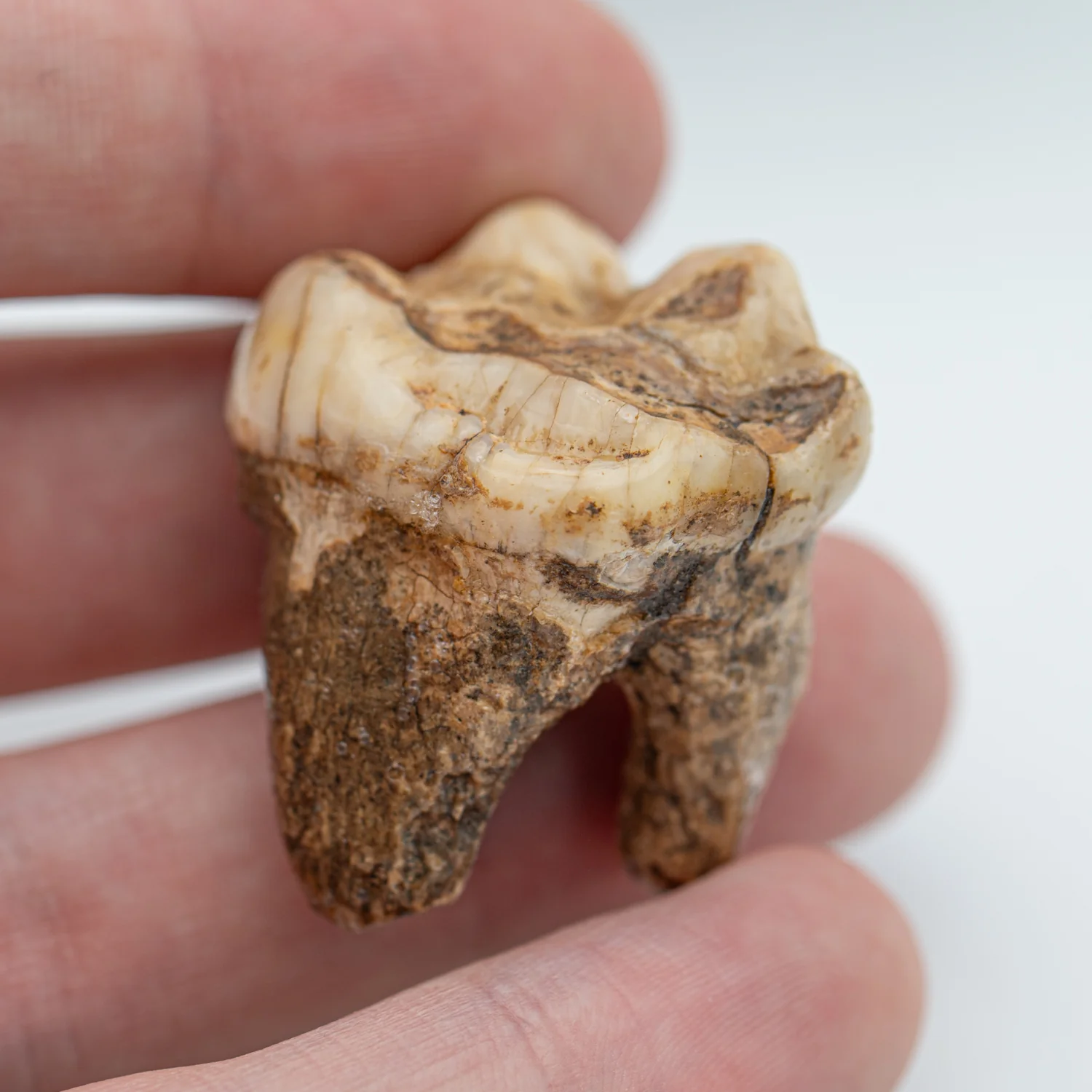 Cave Bear Tooth - SOLD 1.37" (Molar)